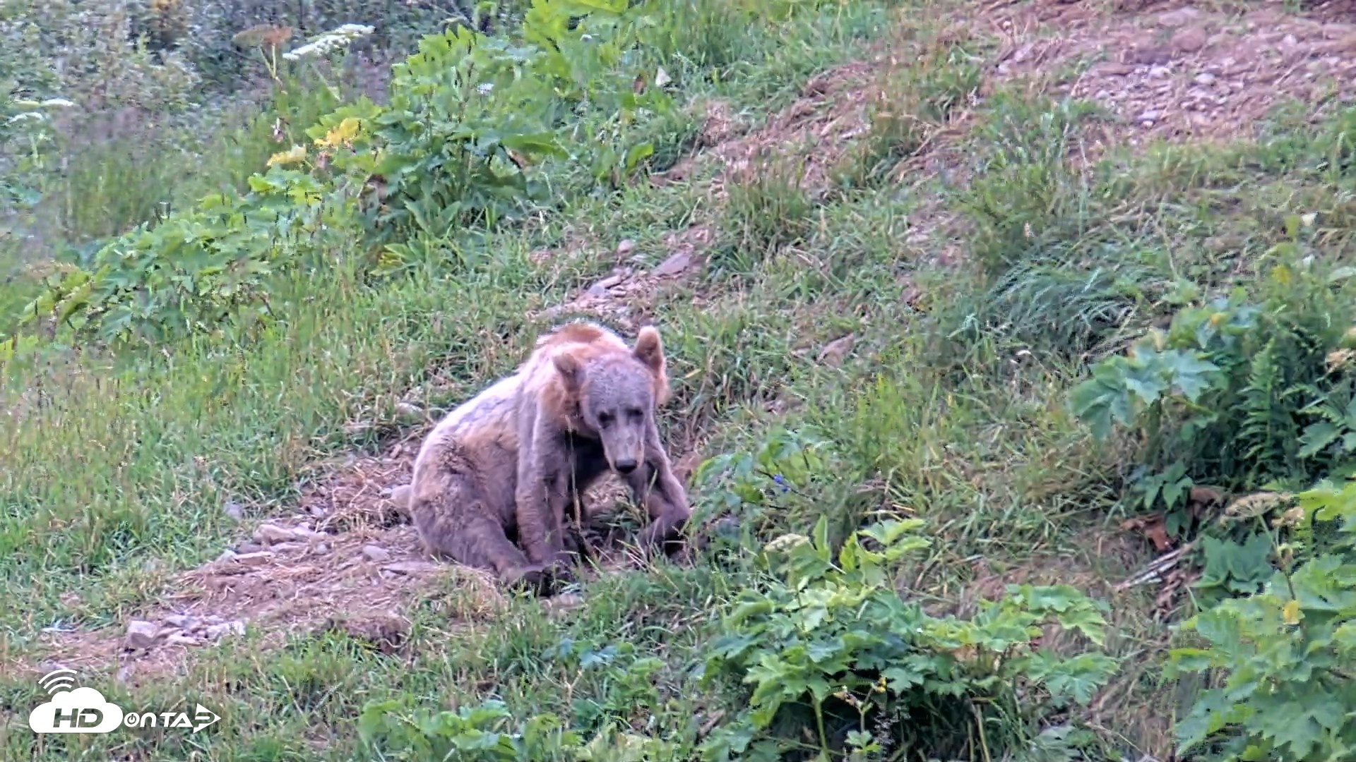 Snapshot of Kodiak Alaska Brown Bears Live Webcam taken Aug 3, 2026, 3:01pm AKDT