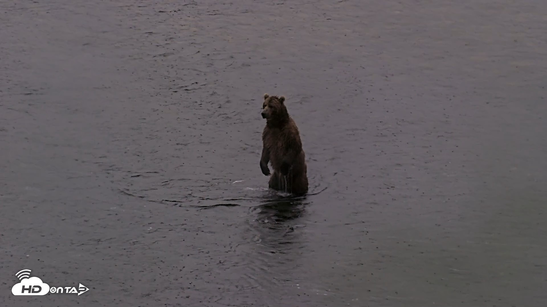 Snapshot of Kodiak Alaska Brown Bears Live Webcam taken Jul 21, 2026, 6:37am AKDT