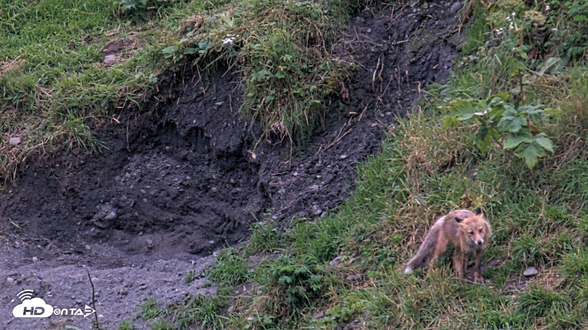 Snapshot of Kodiak Alaska Brown Bears Live Webcam taken Aug 21, 2026, 9:24pm AKDT