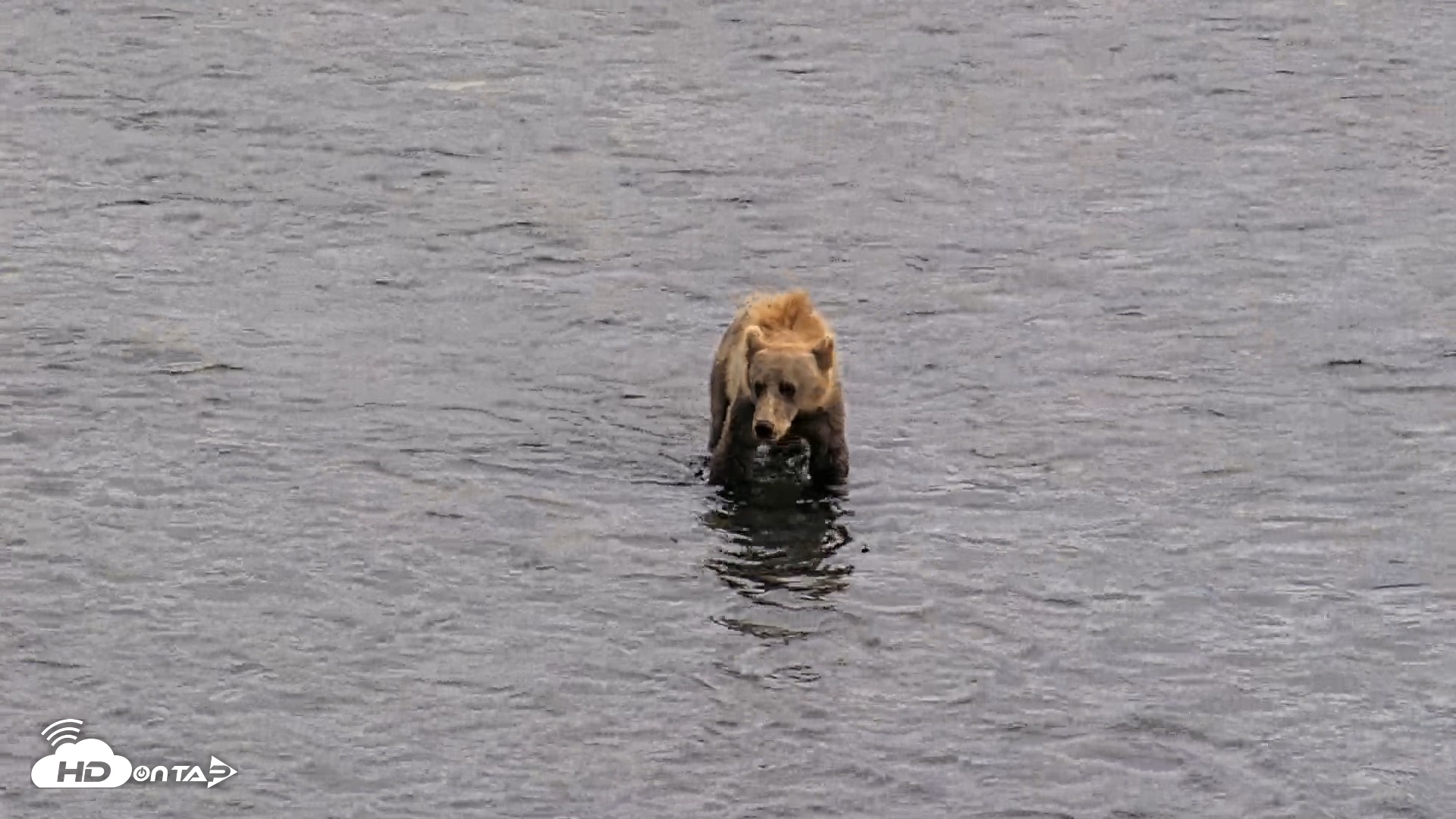 Snapshot of Kodiak Alaska Brown Bears Live Webcam taken Aug 11, 2026, 4:43pm AKDT