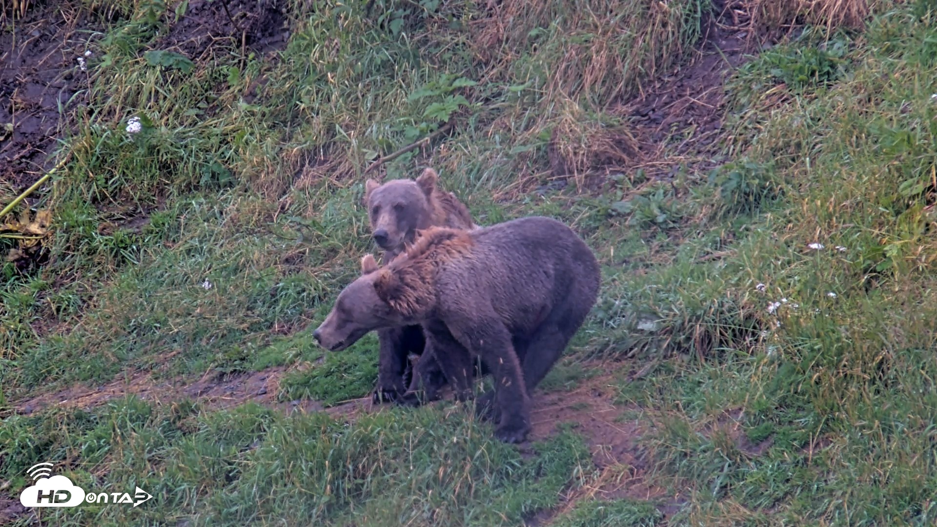 Snapshot of Kodiak Alaska Brown Bears Live Webcam taken Aug 14, 2026, 9:39am AKDT