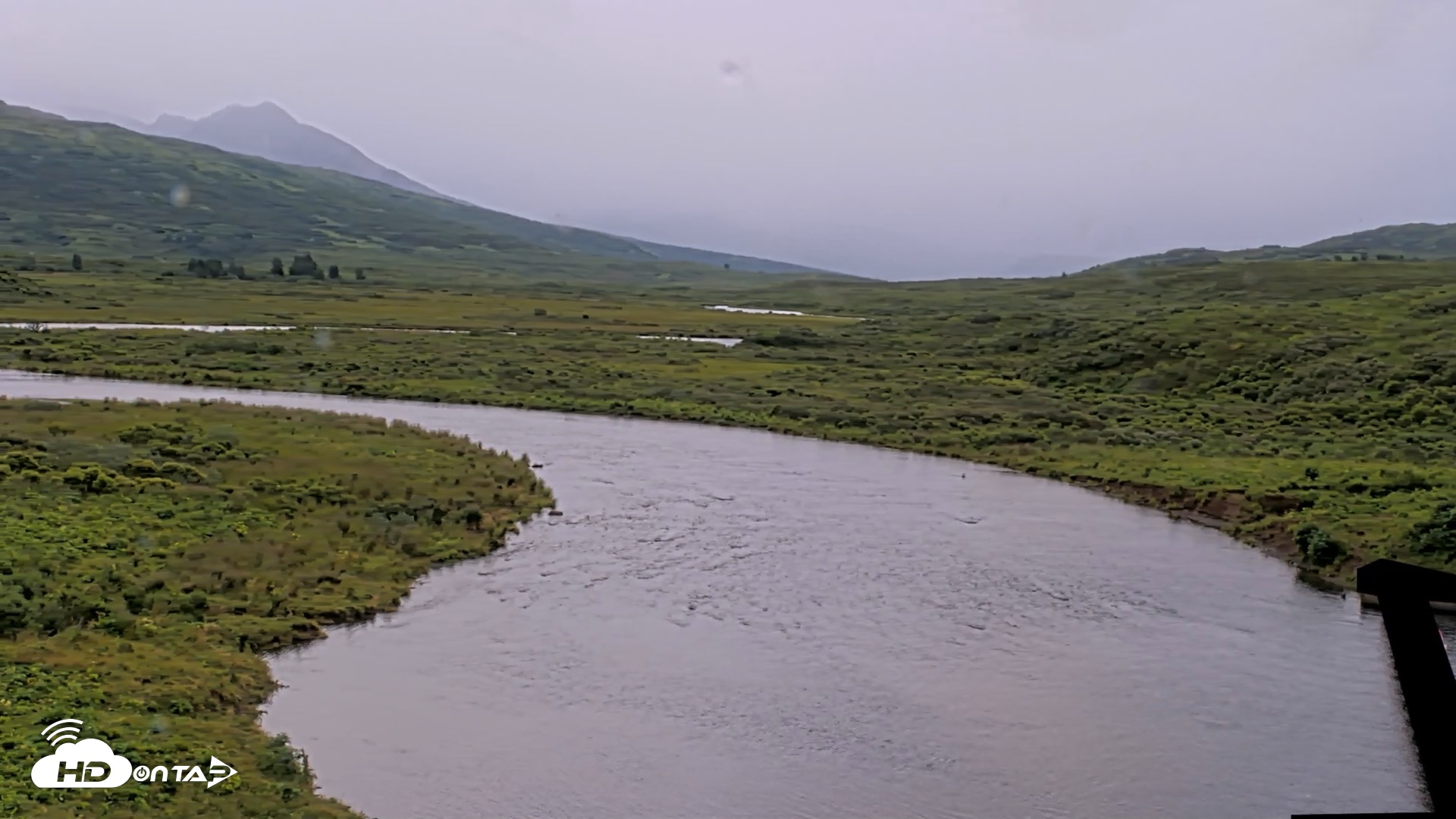 Snapshot of Kodiak Alaska Brown Bears Live Webcam taken Aug 14, 2026, 8:01am AKDT