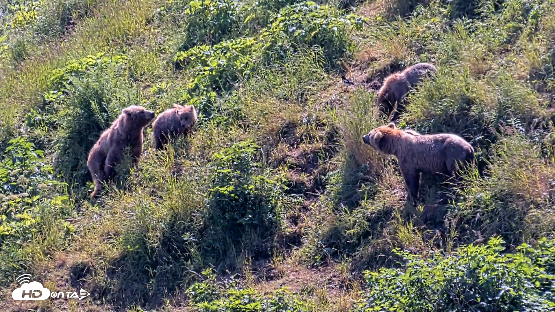 Snapshot of Kodiak Alaska Brown Bears Live Webcam taken Jul 31, 2026, 2:17pm AKDT