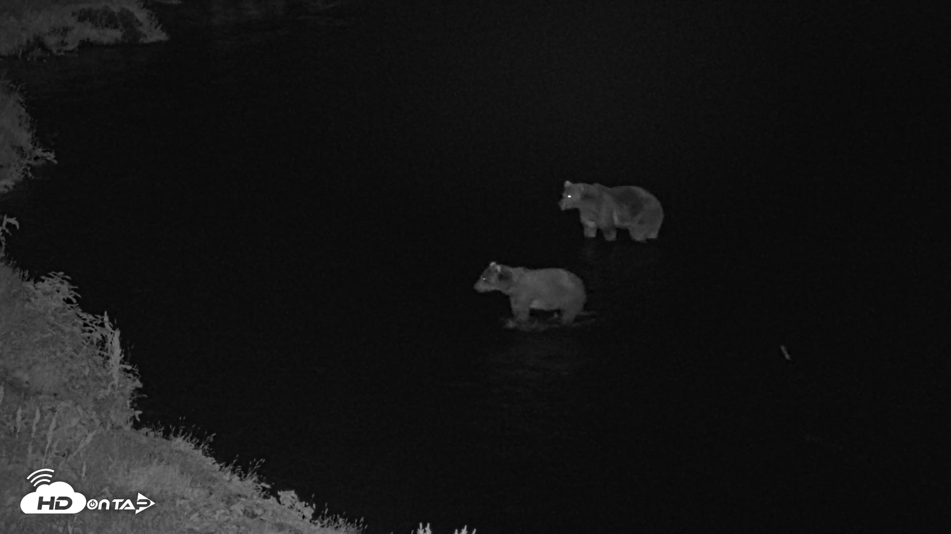 Snapshot of Kodiak Alaska Brown Bears Live Webcam taken Aug 12, 2026, 11:04pm AKDT