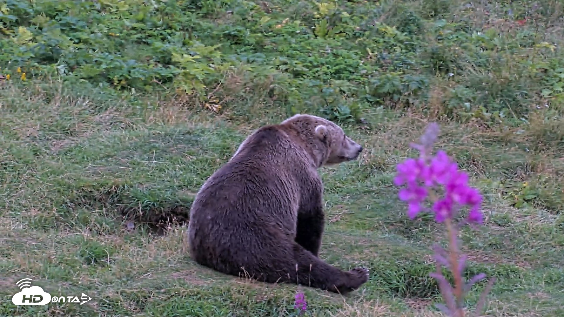 Snapshot of Kodiak Alaska Brown Bears Live Webcam taken Aug 21, 2026, 7:48pm AKDT