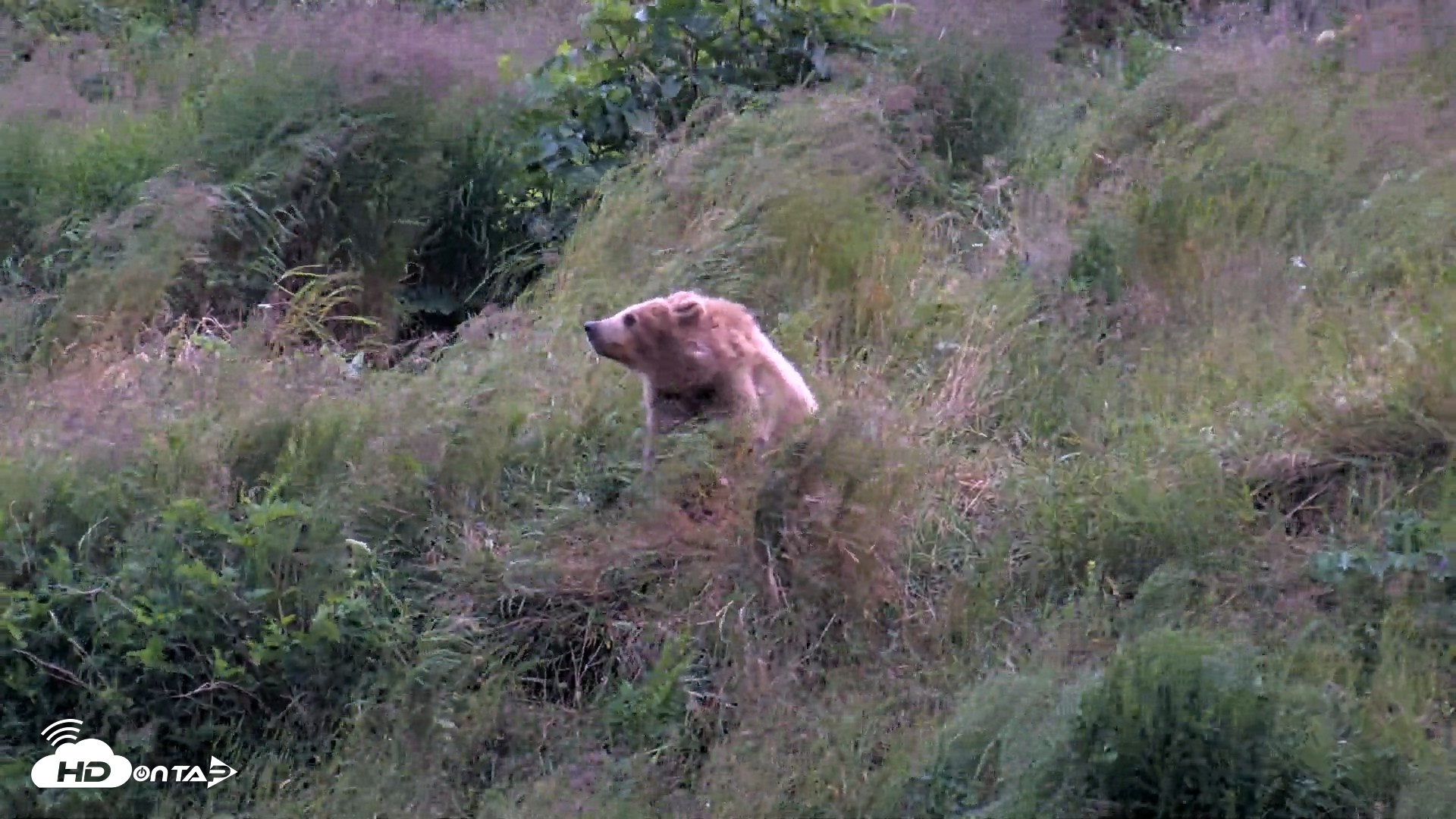 Snapshot of Kodiak Alaska Brown Bears Live Webcam taken Aug 3, 2026, 10:01pm AKDT