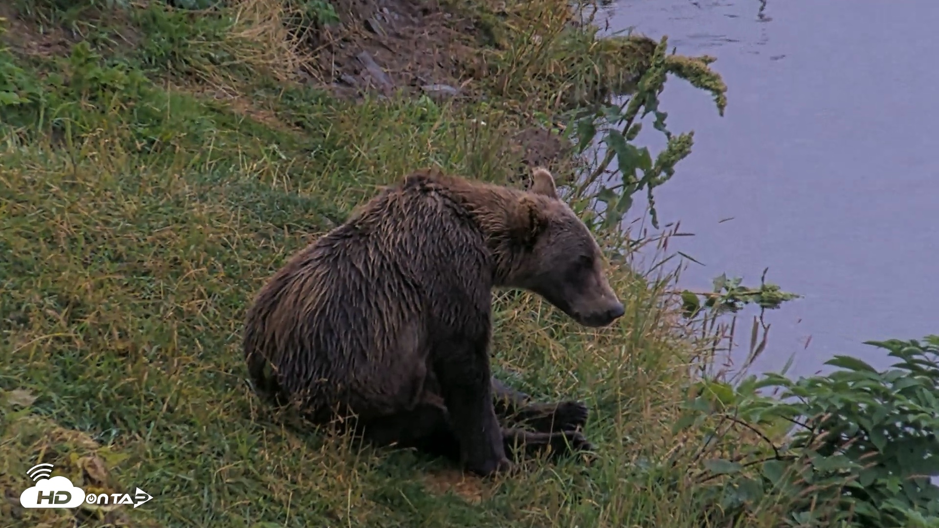 Snapshot of Kodiak Alaska Brown Bears Live Webcam taken Aug 17, 2026, 8:52pm AKDT