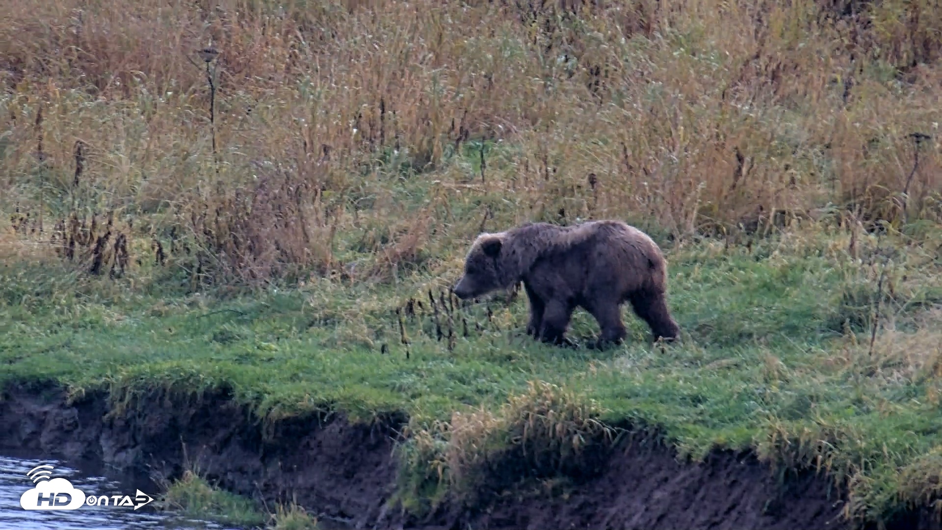 Snapshot of Kodiak Alaska Brown Bears Live Webcam taken Oct 12, 2026, 4:25pm AKDT