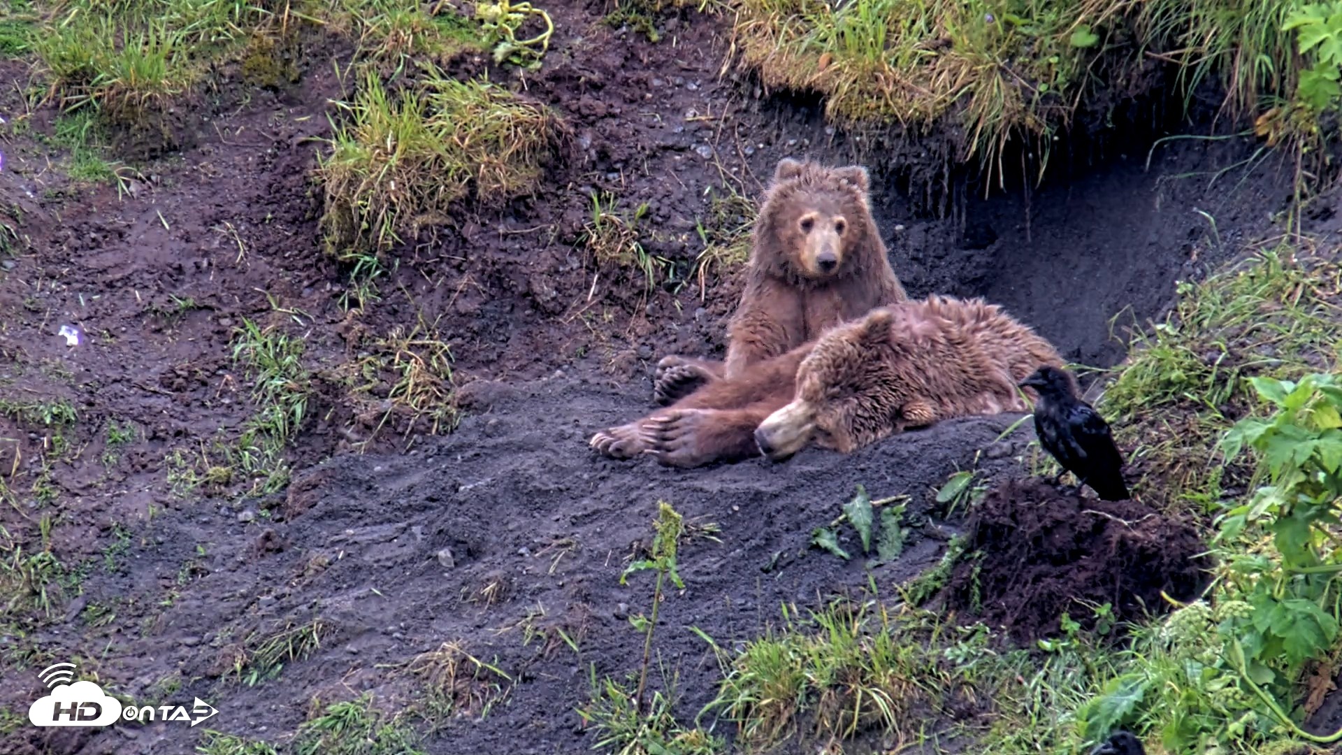 Snapshot of Kodiak Alaska Brown Bears Live Webcam taken Jul 22, 2026, 4:52pm AKDT