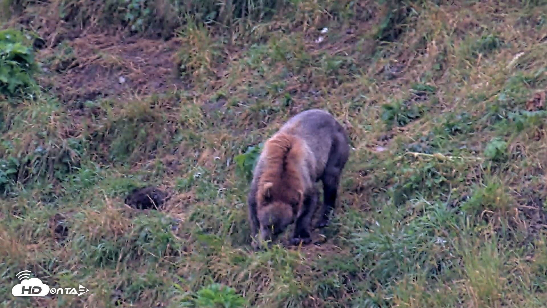 Snapshot of Kodiak Alaska Brown Bears Live Webcam taken Aug 7, 2026, 7:36am AKDT