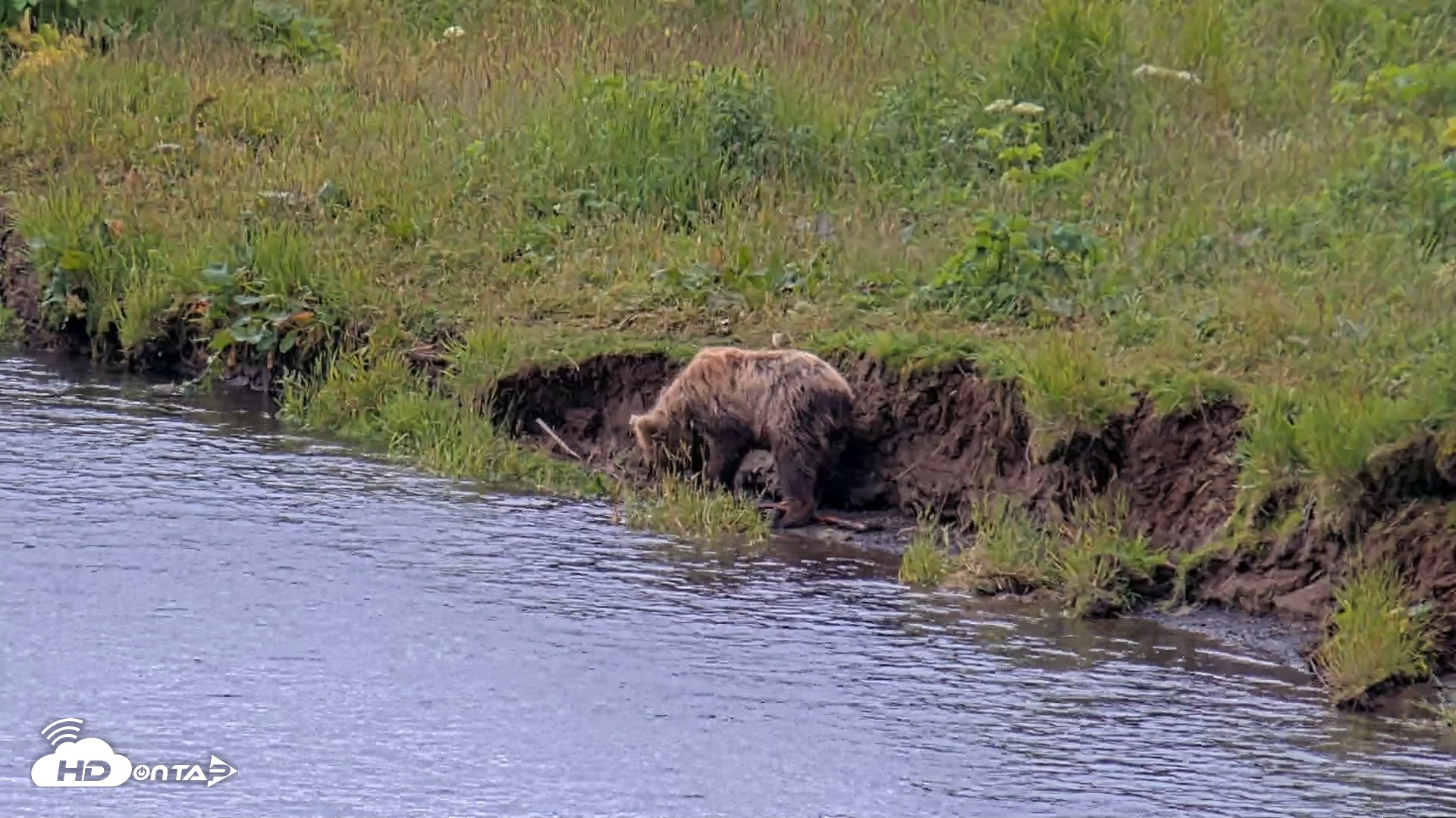 Snapshot of Kodiak Alaska Brown Bears Live Webcam taken Aug 2, 2026, 11:21am AKDT