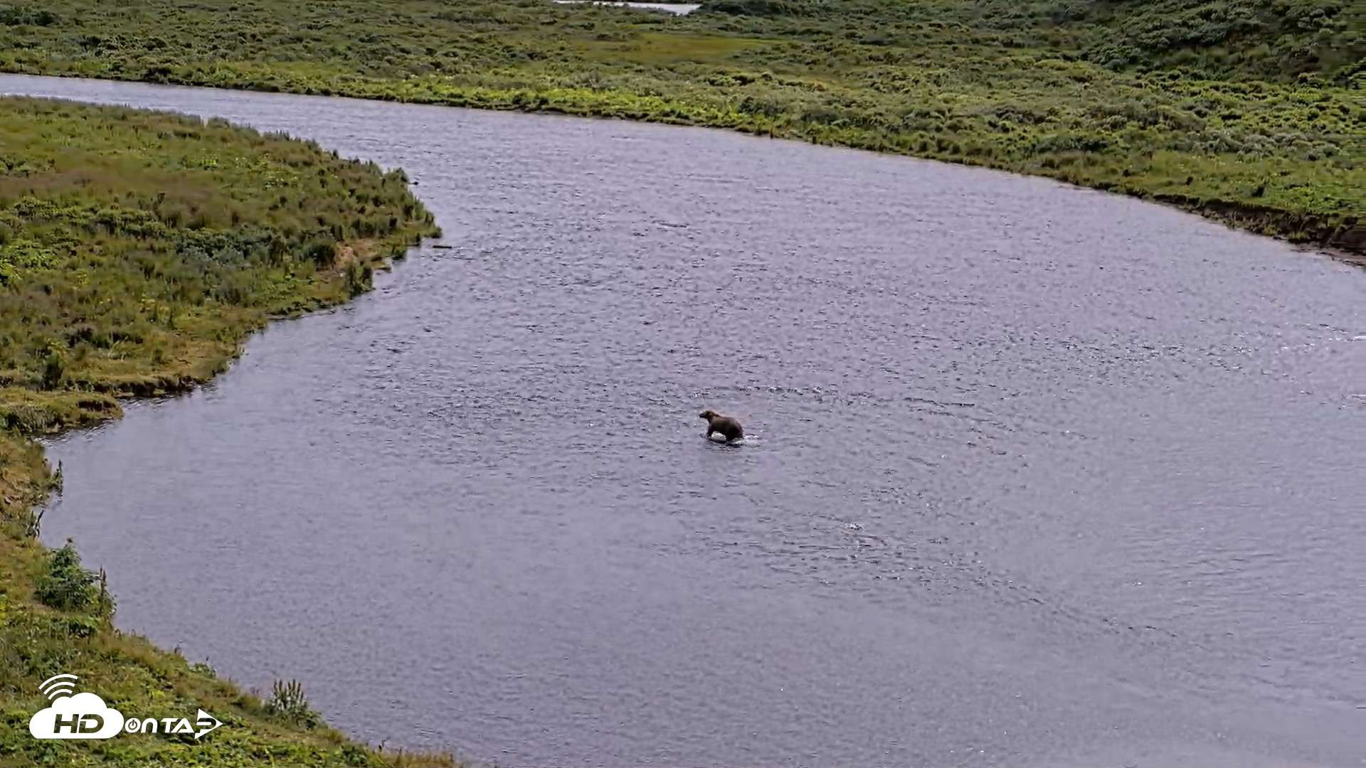 Snapshot of Kodiak Alaska Brown Bears Live Webcam taken Aug 6, 2026, 2:19pm AKDT