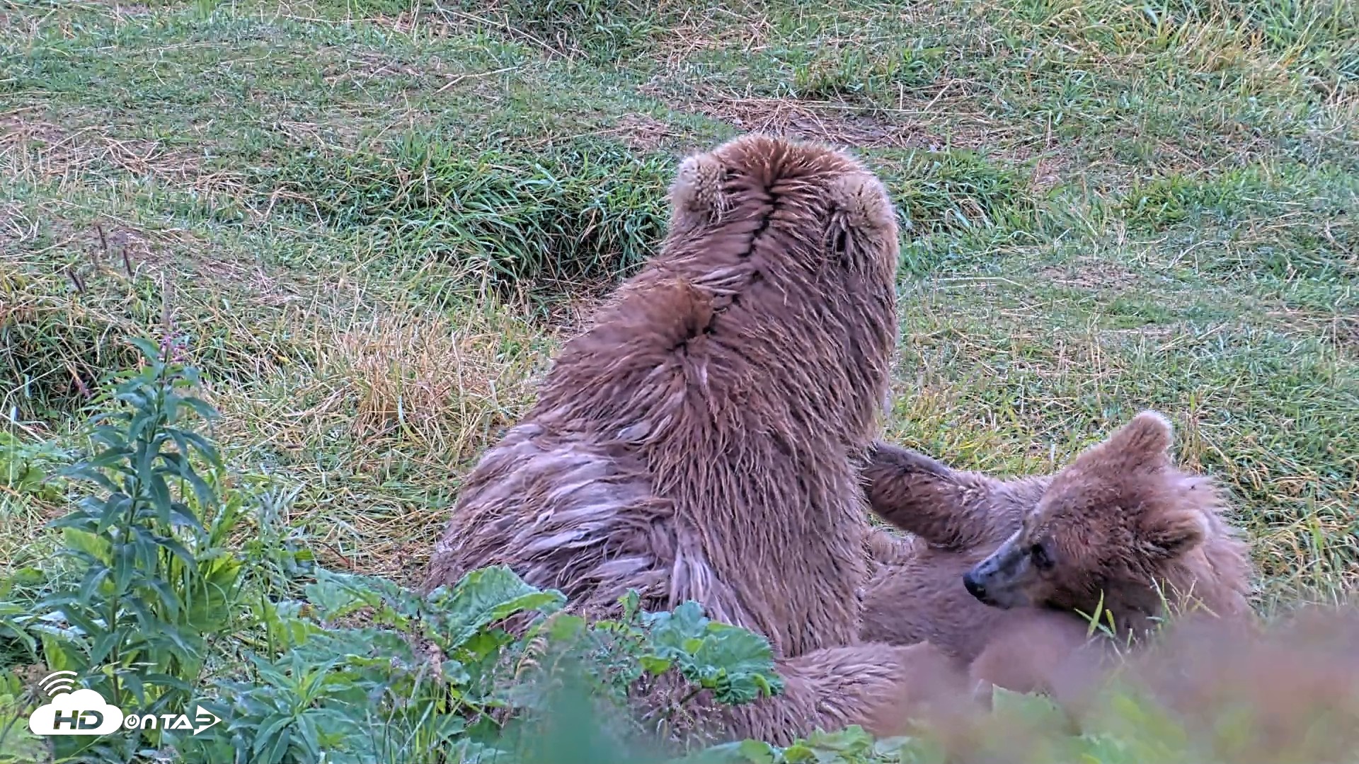 Snapshot of Kodiak Alaska Brown Bears Live Webcam taken Aug 13, 2026, 11:25am AKDT