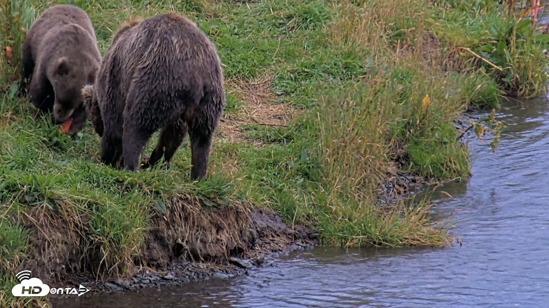 Snapshot of Kodiak Alaska Brown Bears Live Webcam taken Aug 20, 2026, 8:17pm AKDT