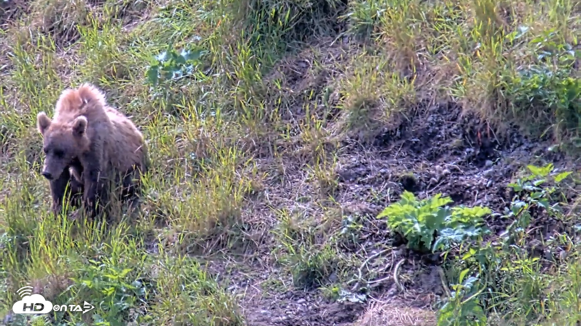 Snapshot of Kodiak Alaska Brown Bears Live Webcam taken Aug 1, 2026, 12:56pm AKDT