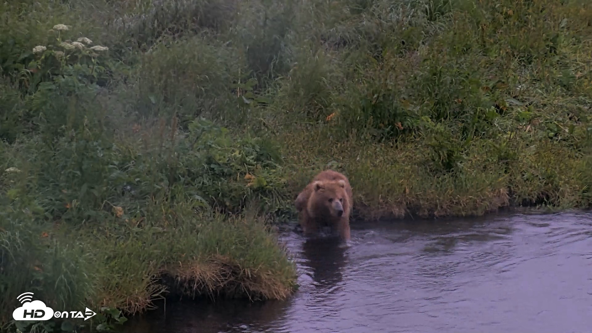 Snapshot of Kodiak Alaska Brown Bears Live Webcam taken Jul 22, 2026, 6:51am AKDT
