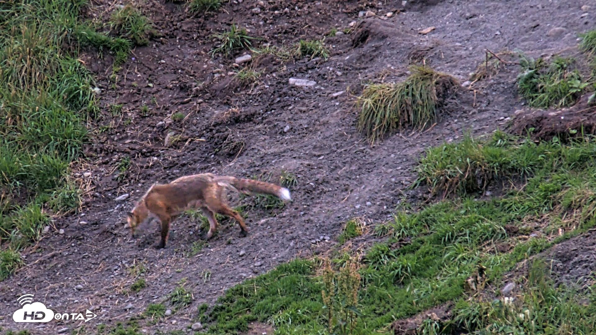 Snapshot of Kodiak Alaska Brown Bears Live Webcam taken Aug 18, 2026, 9:32pm AKDT