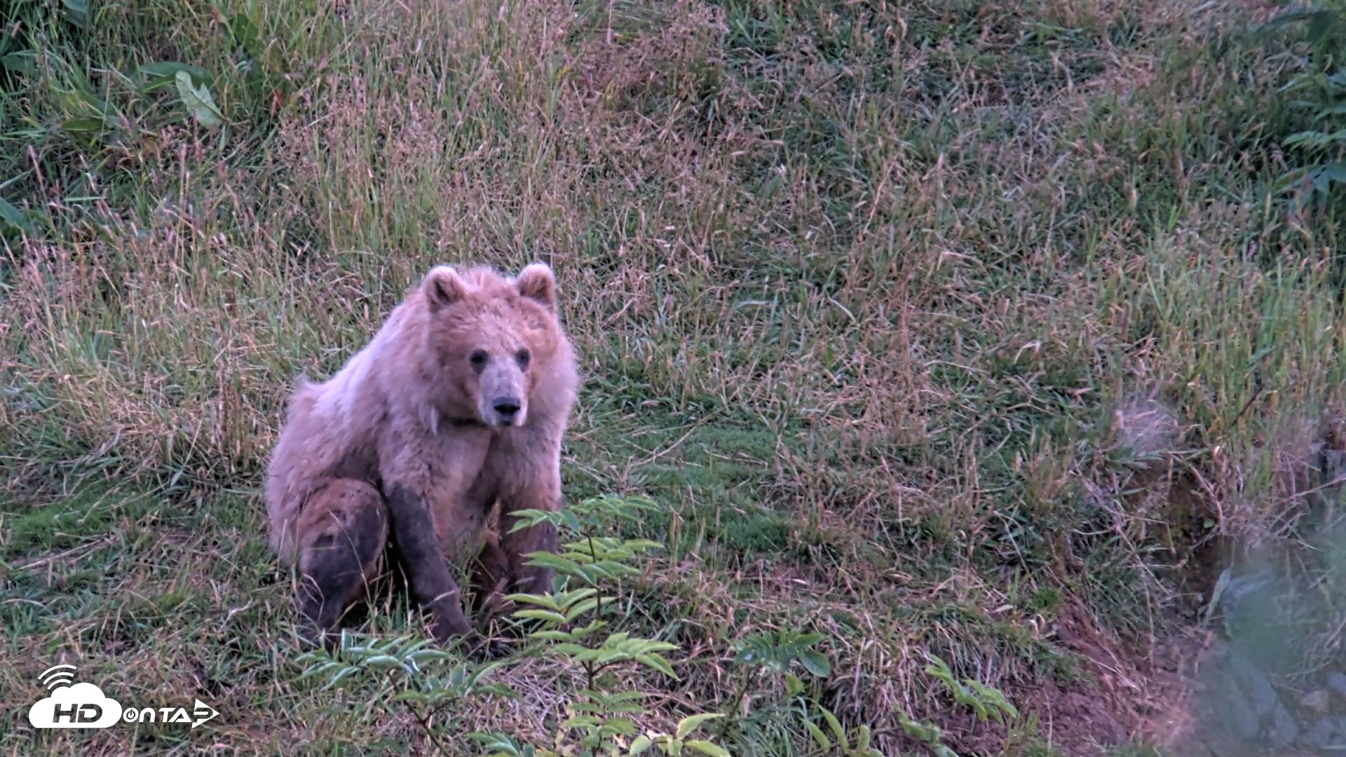 Snapshot of Kodiak Alaska Brown Bears Live Webcam taken Aug 11, 2026, 10:00pm AKDT