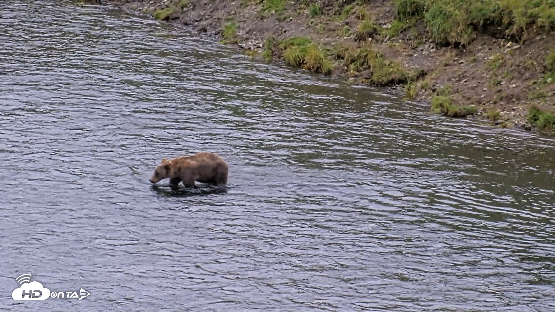 Snapshot of Kodiak Alaska Brown Bears Live Webcam taken Aug 19, 2026, 4:35pm AKDT