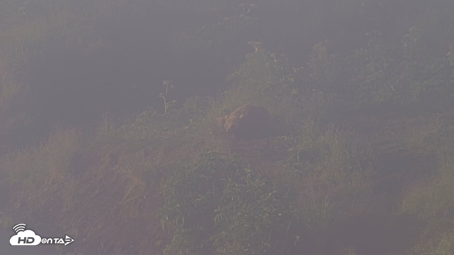 Snapshot of Kodiak Alaska Brown Bears Live Webcam taken Jul 30, 2026, 7:37am AKDT