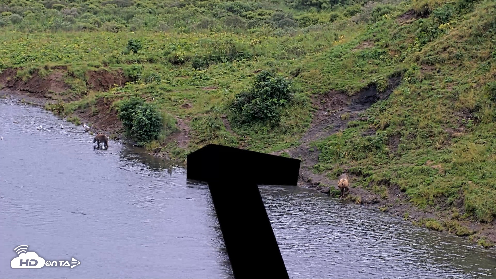Snapshot of Kodiak Alaska Brown Bears Live Webcam taken Aug 17, 2026, 4:06pm AKDT