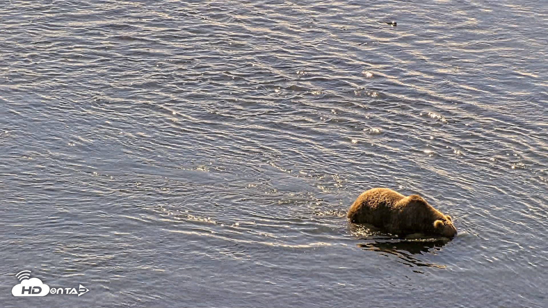 Snapshot of Kodiak Alaska Brown Bears Live Webcam taken Aug 1, 2026, 11:46am AKDT