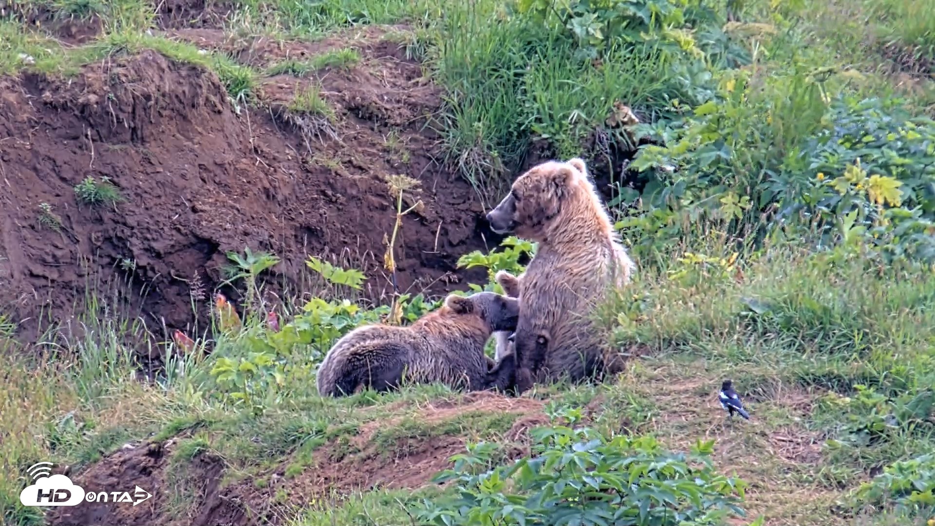 Snapshot of Kodiak Alaska Brown Bears Live Webcam taken Aug 9, 2026, 4:05pm AKDT