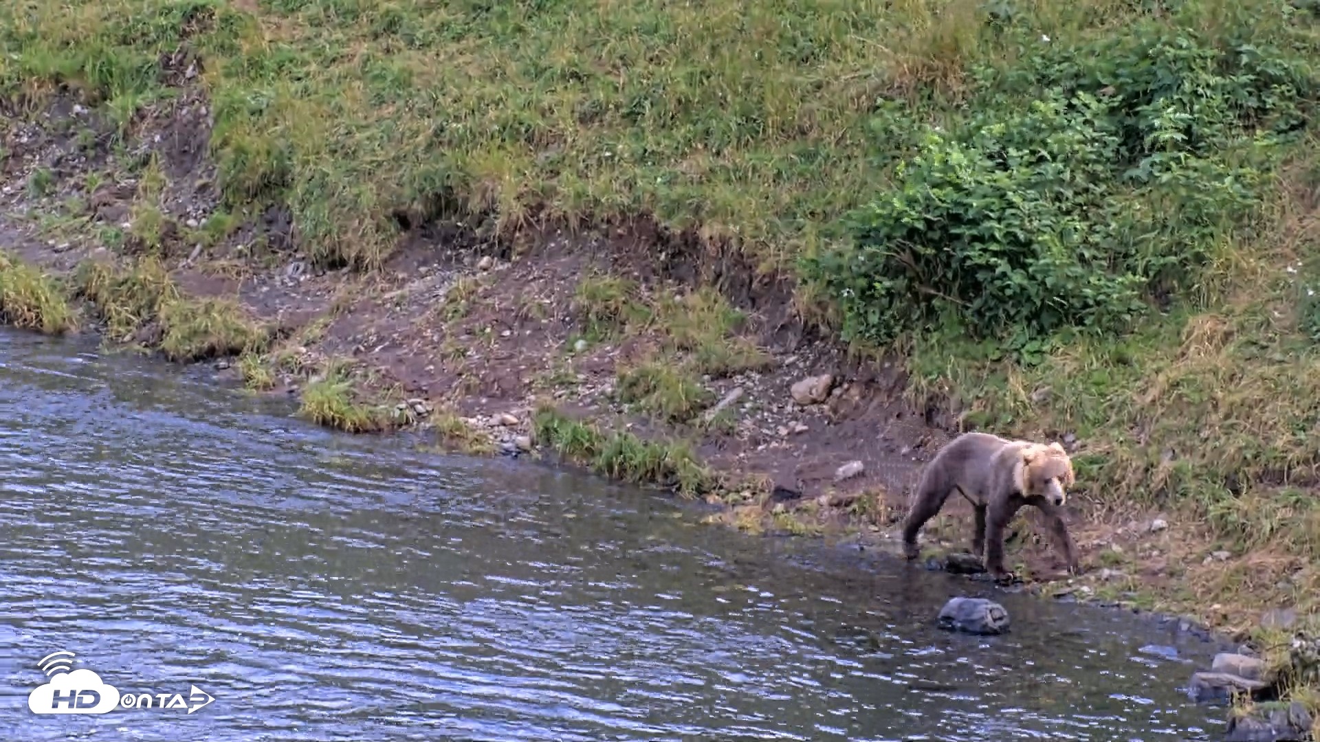 Snapshot of Kodiak Alaska Brown Bears Live Webcam taken Aug 14, 2026, 6:53pm AKDT