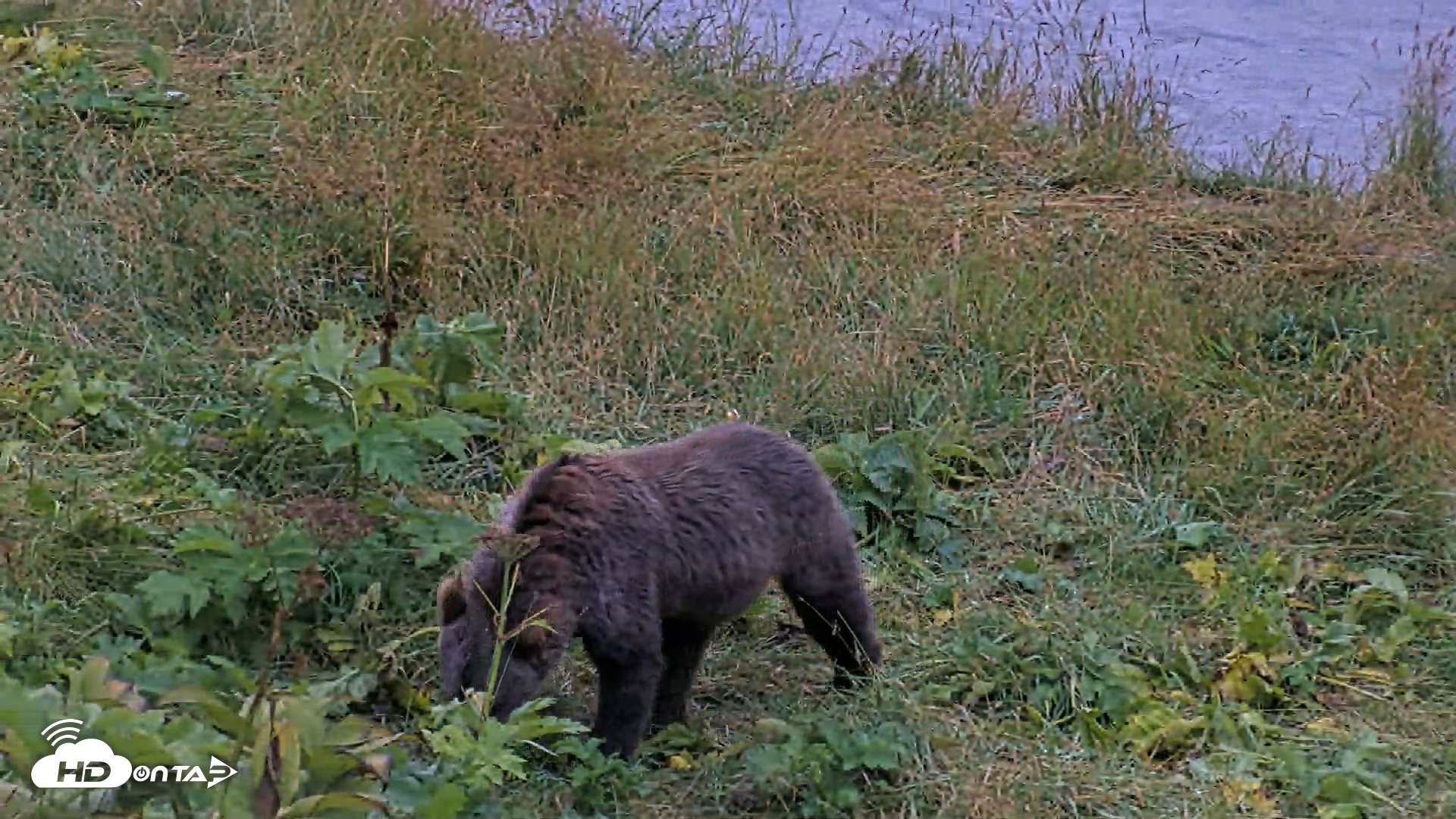 Snapshot of Kodiak Alaska Brown Bears Live Webcam taken Aug 16, 2026, 9:07pm AKDT