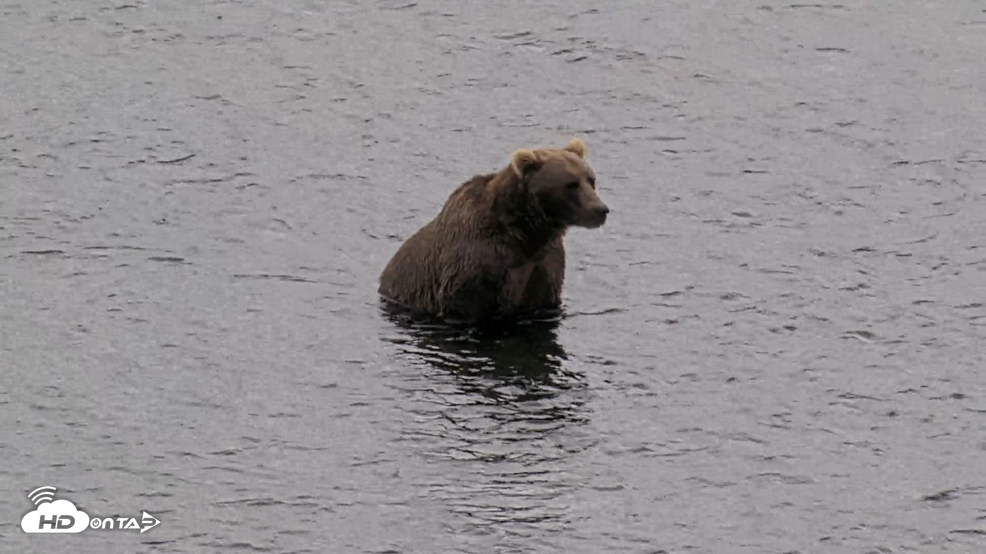 Snapshot of Kodiak Alaska Brown Bears Live Webcam taken Aug 14, 2026, 1:57pm AKDT