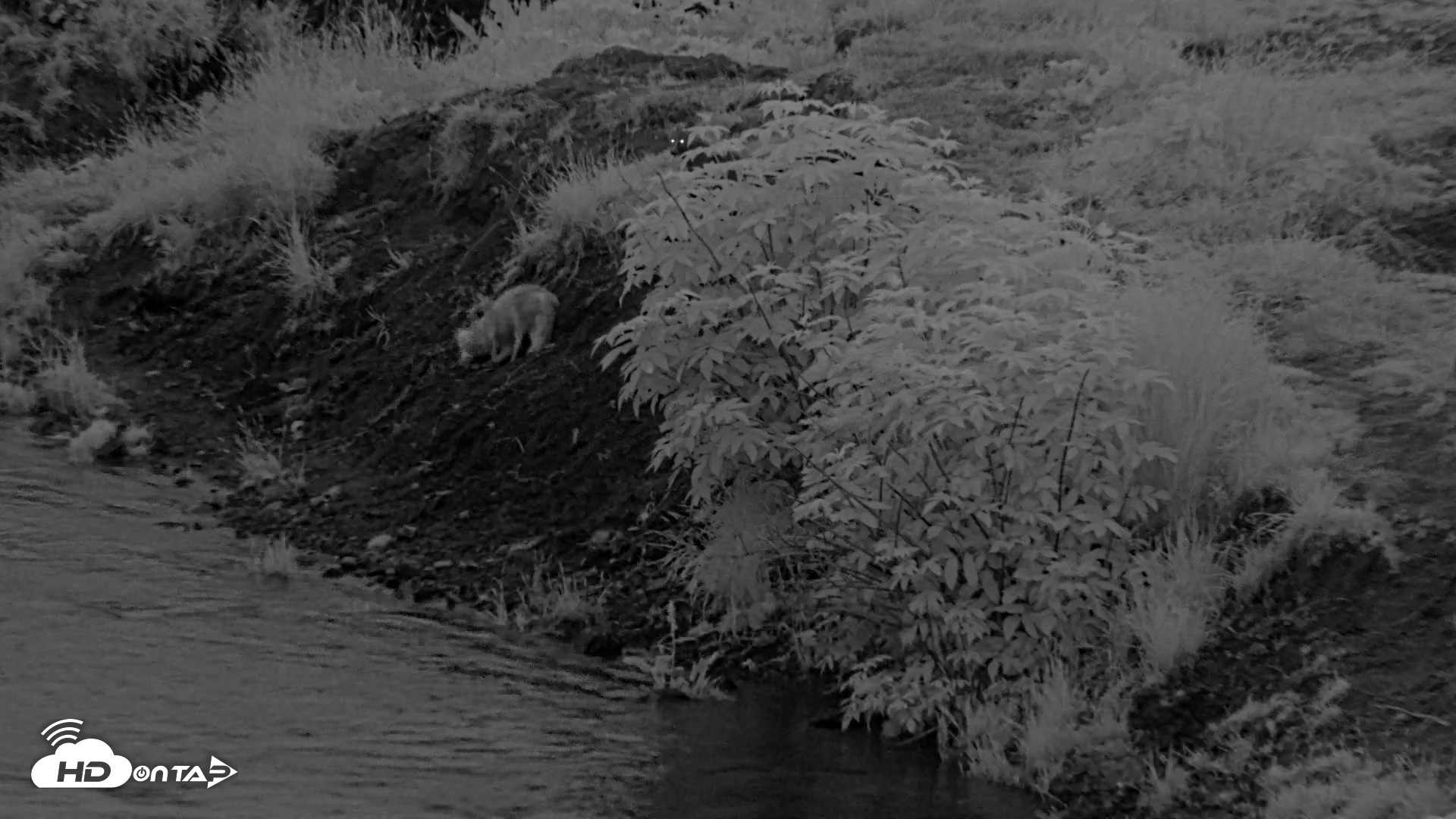 Snapshot of Kodiak Alaska Brown Bears Live Webcam taken Aug 11, 2026, 6:11am AKDT