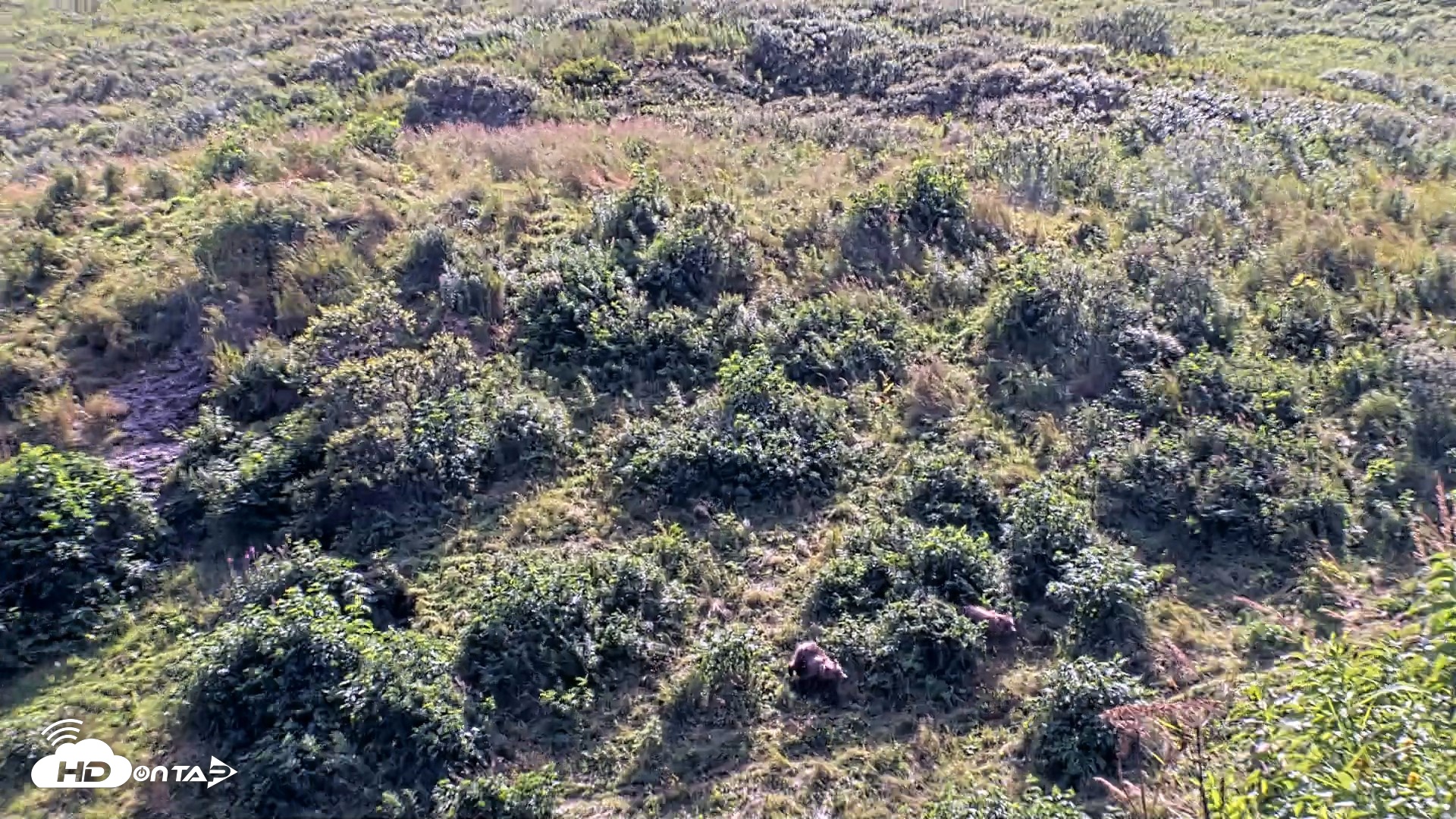 Snapshot of Kodiak Alaska Brown Bears Live Webcam taken Aug 23, 2026, 2:52pm AKDT