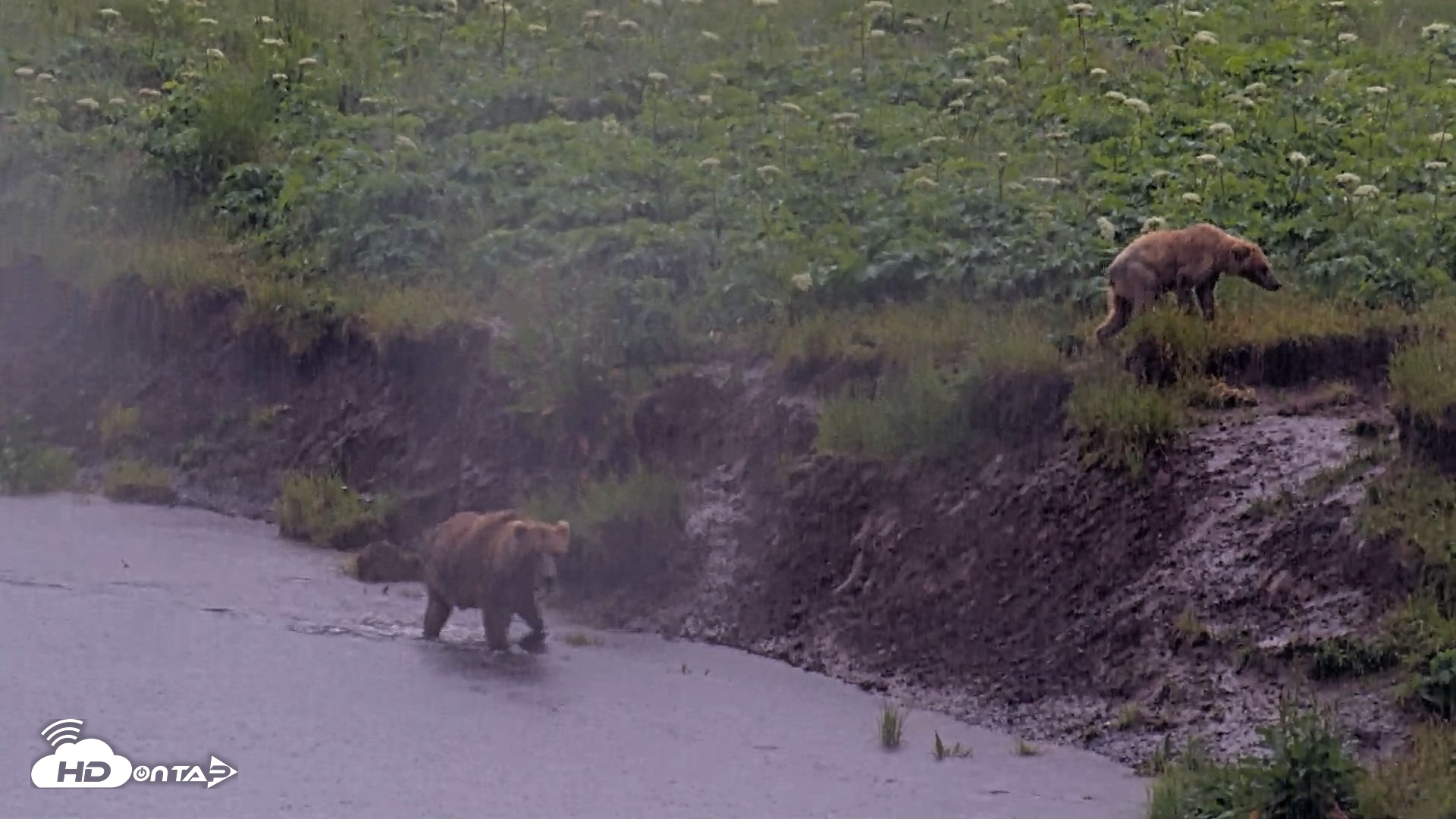 Snapshot of Kodiak Alaska Brown Bears Live Webcam taken Jul 21, 2026, 2:42pm AKDT