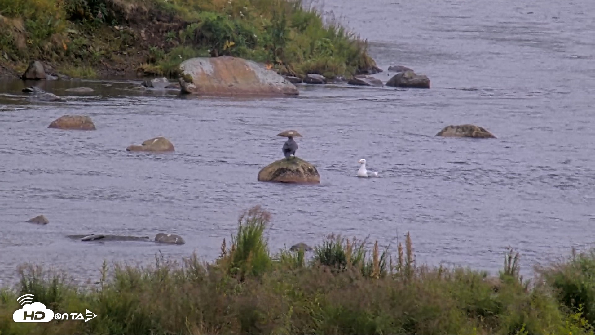 Snapshot of Kodiak Alaska Brown Bears Live Webcam taken Aug 15, 2026, 6:13pm AKDT