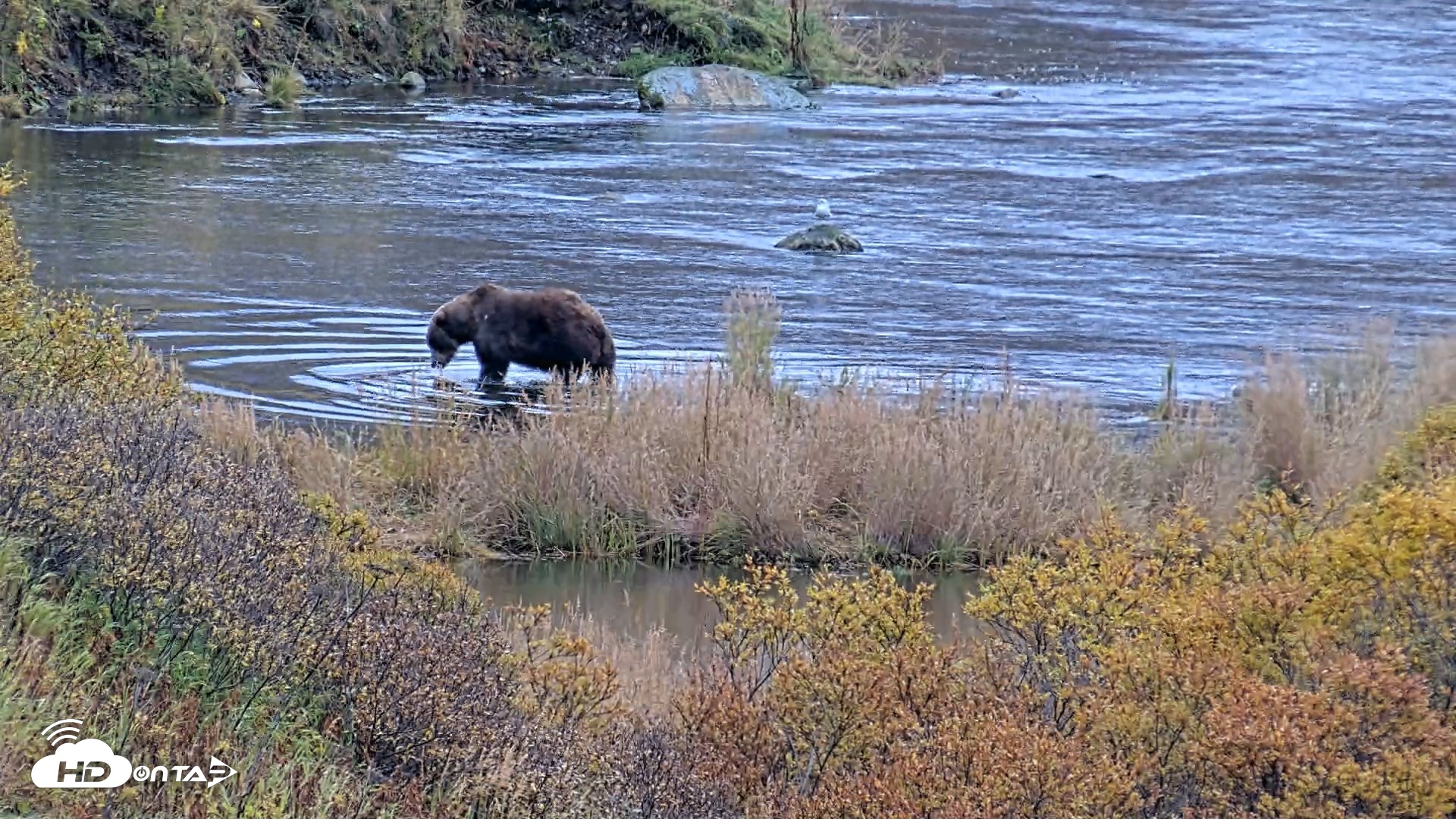 Snapshot of Kodiak Alaska Brown Bears Live Webcam taken Oct 6, 2026, 11:28am AKDT