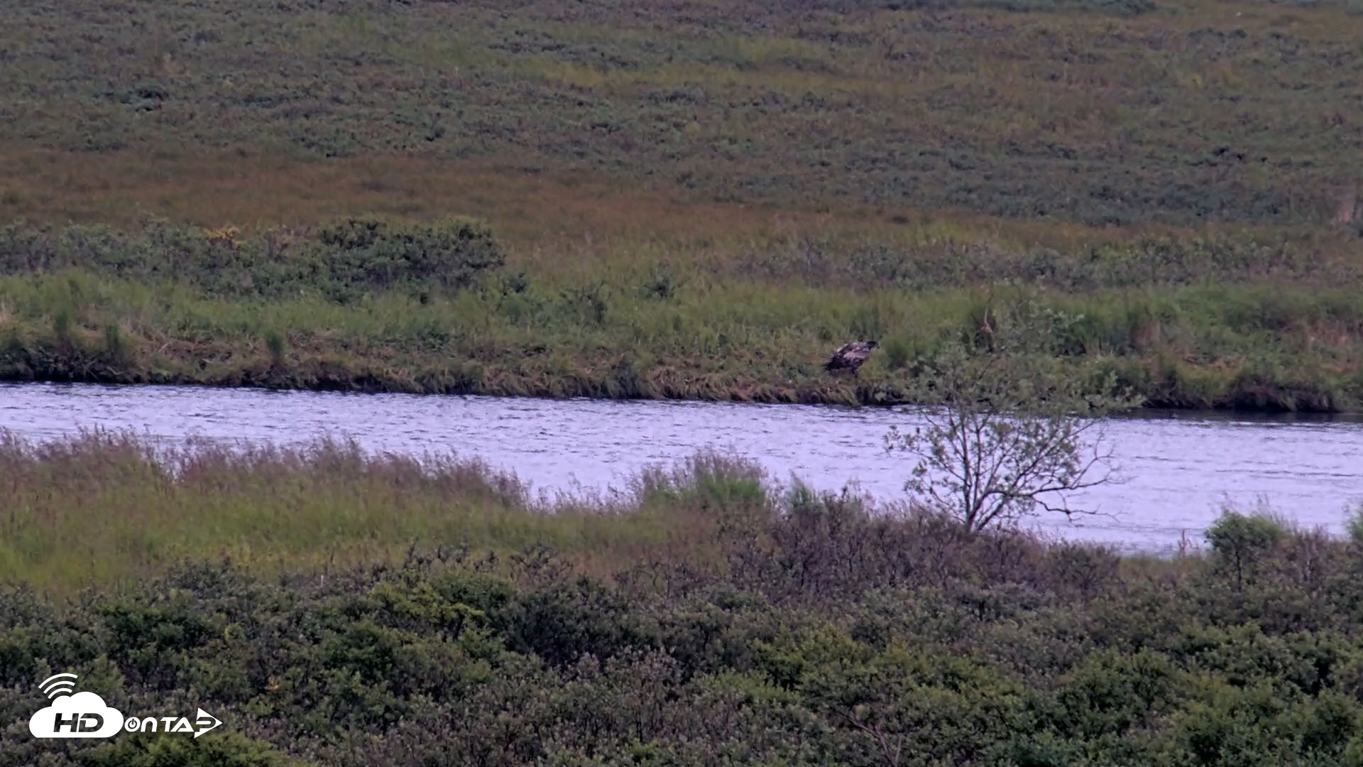 Snapshot of Kodiak Alaska Brown Bears Live Webcam taken Aug 17, 2026, 7:32pm AKDT