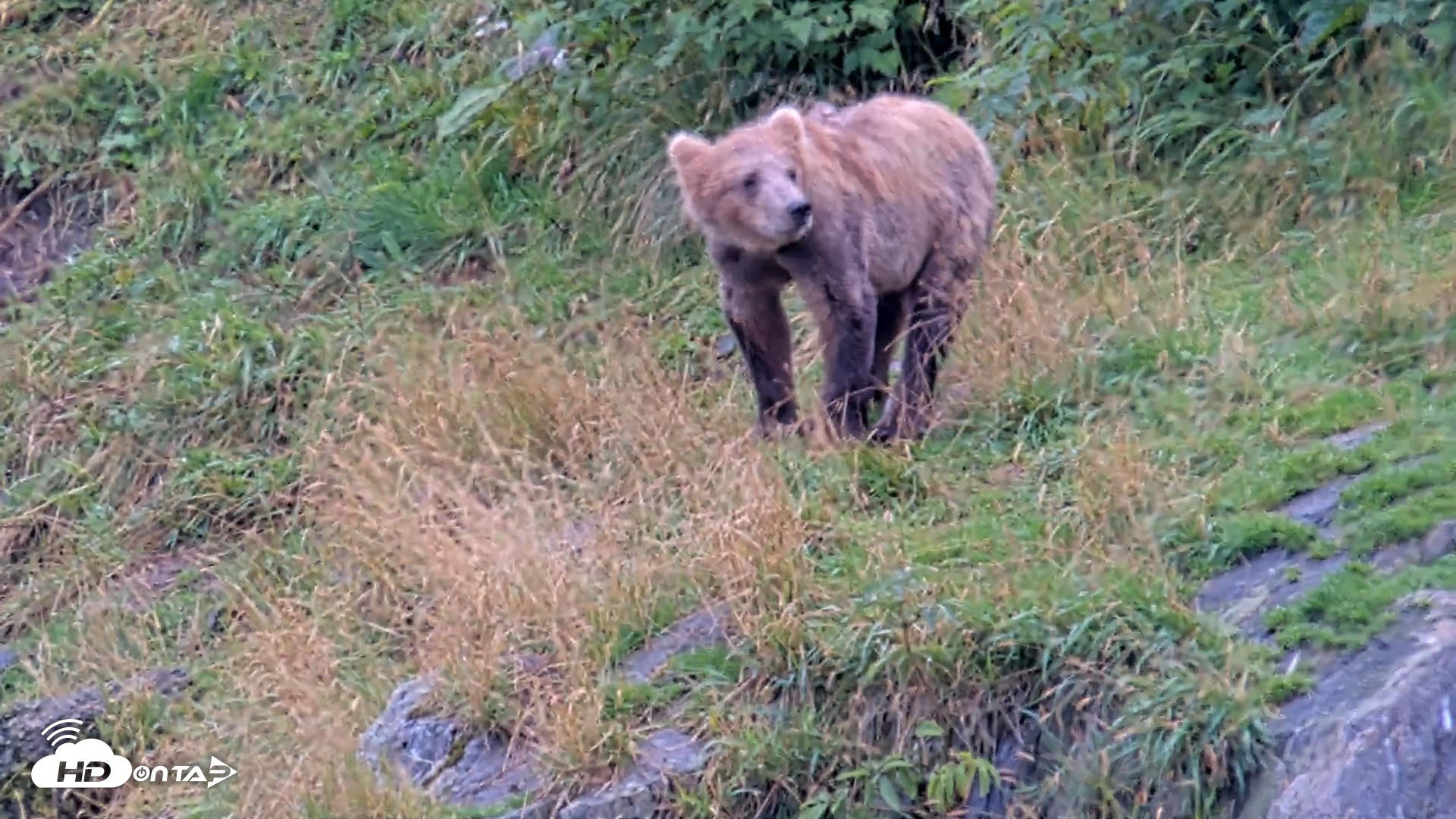 Snapshot of Kodiak Alaska Brown Bears Live Webcam taken Aug 20, 2026, 2:05pm AKDT