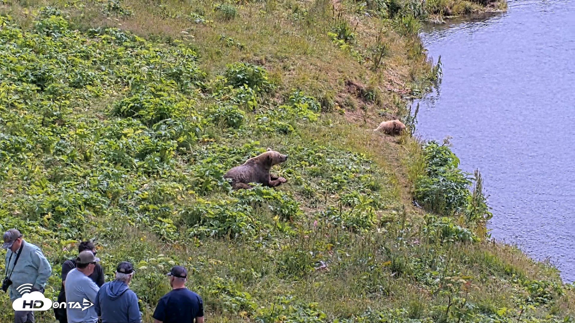 Snapshot of Kodiak Alaska Brown Bears Live Webcam taken Aug 2, 2026, 1:24pm AKDT