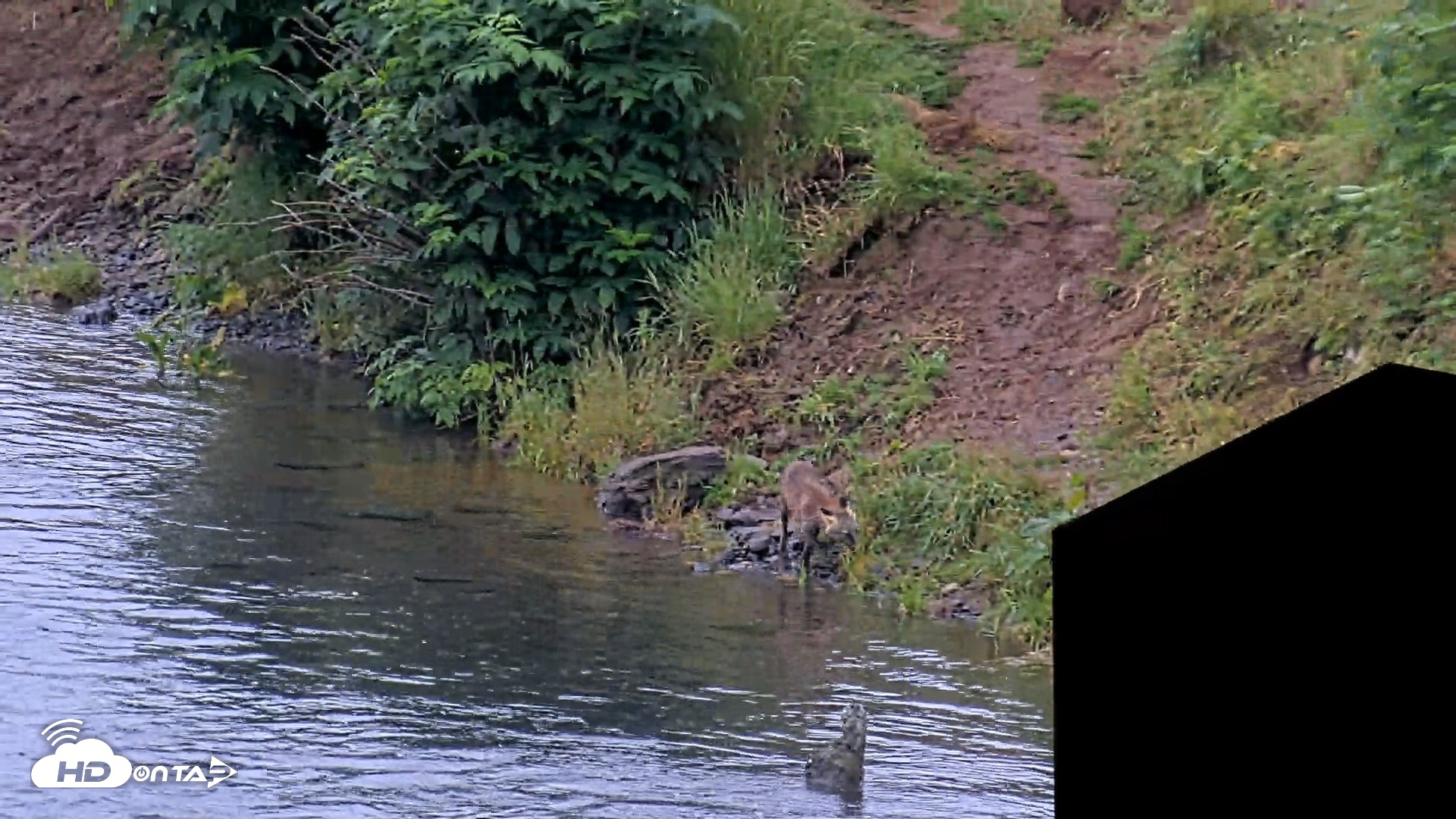 Snapshot of Kodiak Alaska Brown Bears Live Webcam taken Aug 7, 2026, 8:04am AKDT