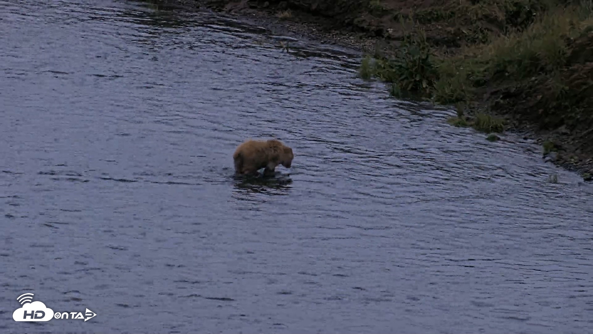 Snapshot of Kodiak Alaska Brown Bears Live Webcam taken Aug 2, 2026, 10:38pm AKDT