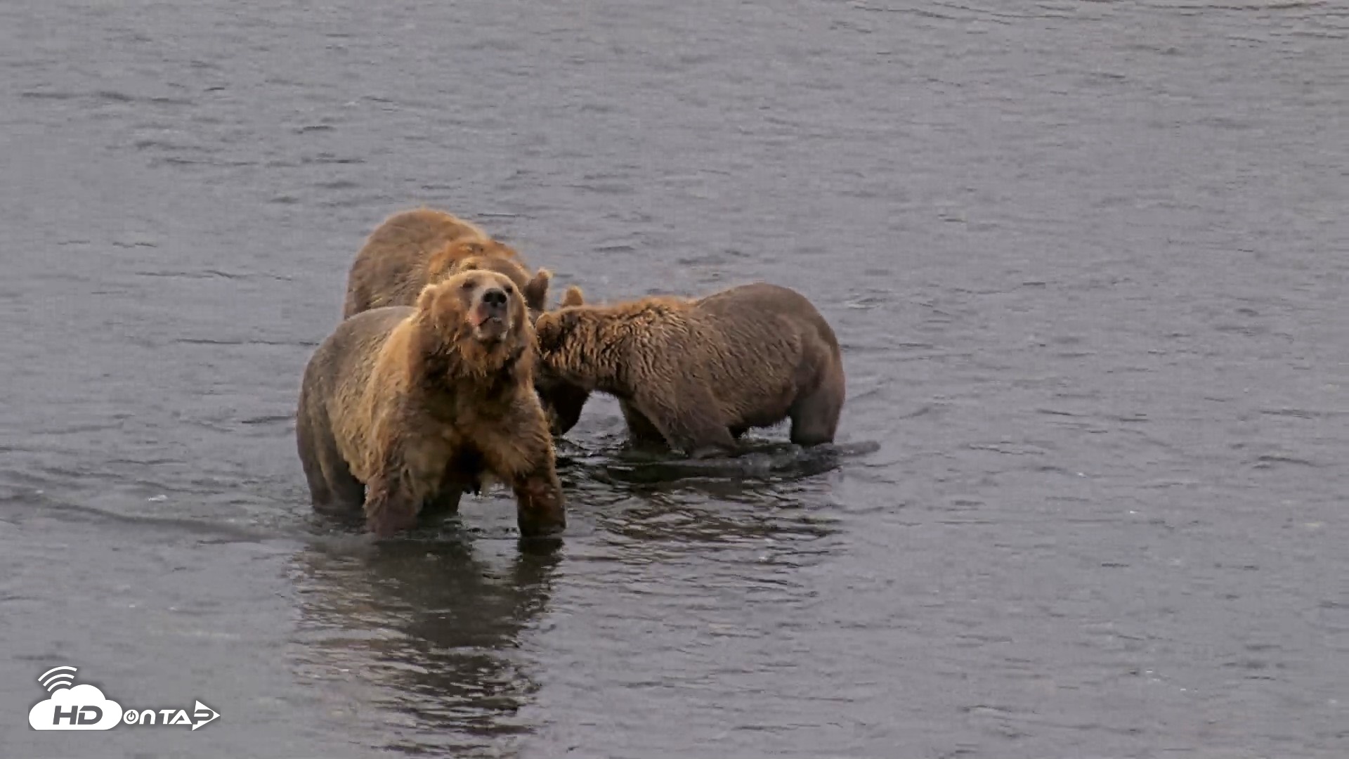 Snapshot of Kodiak Alaska Brown Bears Live Webcam taken Aug 14, 2026, 10:17am AKDT