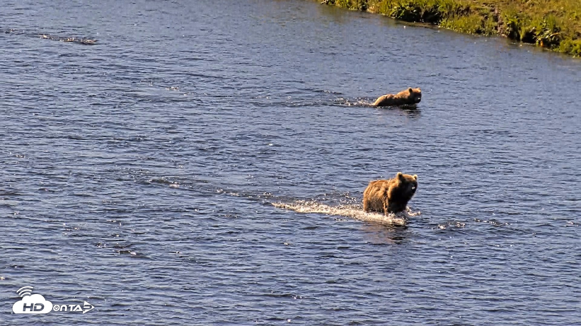 Snapshot of Kodiak Alaska Brown Bears Live Webcam taken Jul 30, 2026, 11:11am AKDT