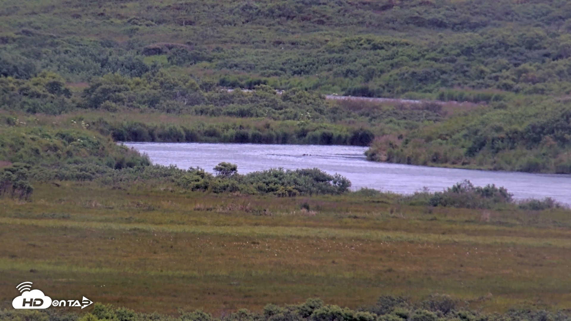 Snapshot of Kodiak Alaska Brown Bears Live Webcam taken Aug 12, 2026, 8:29pm AKDT