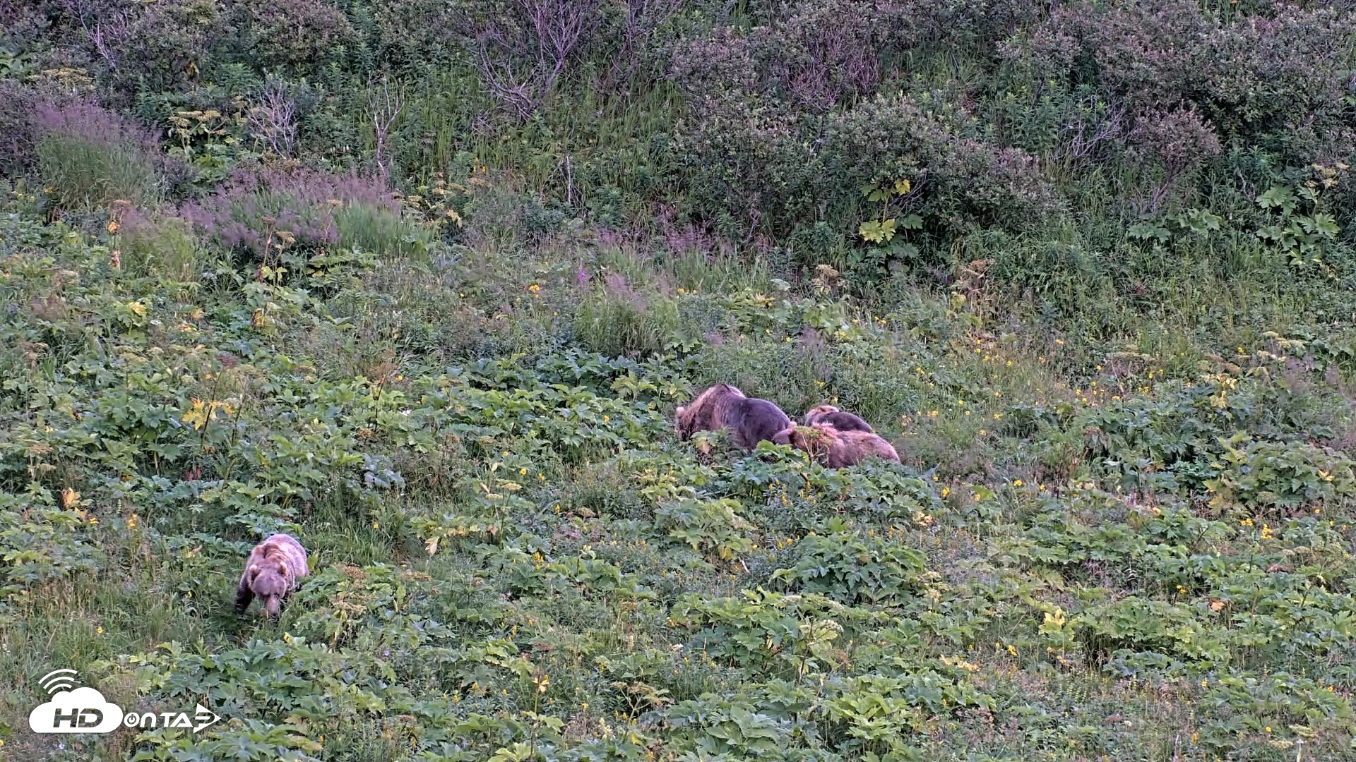 Snapshot of Kodiak Alaska Brown Bears Live Webcam taken Aug 14, 2026, 8:51pm AKDT