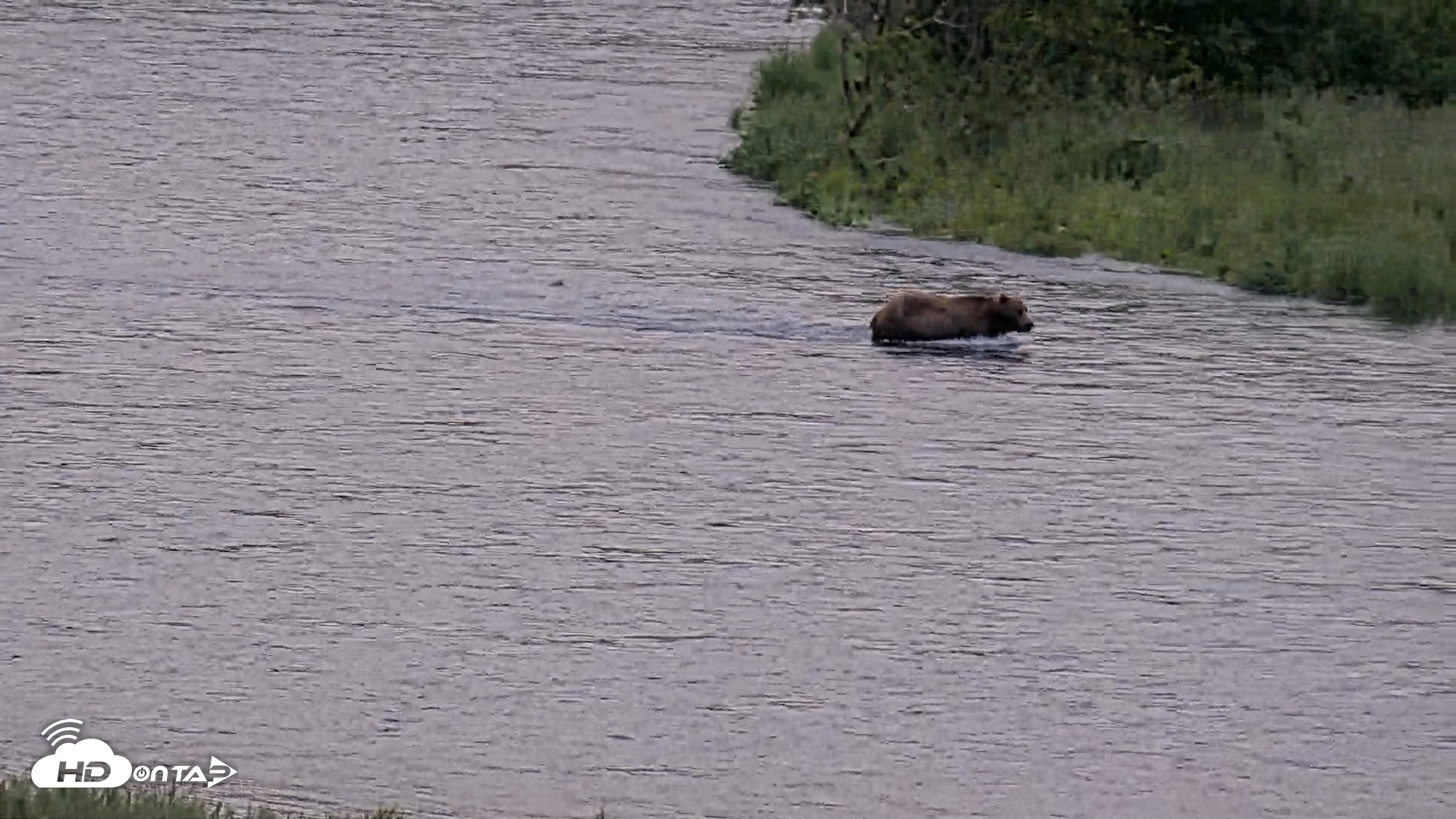 Snapshot of Kodiak Alaska Brown Bears Live Webcam taken Jul 25, 2026, 7:04am AKDT