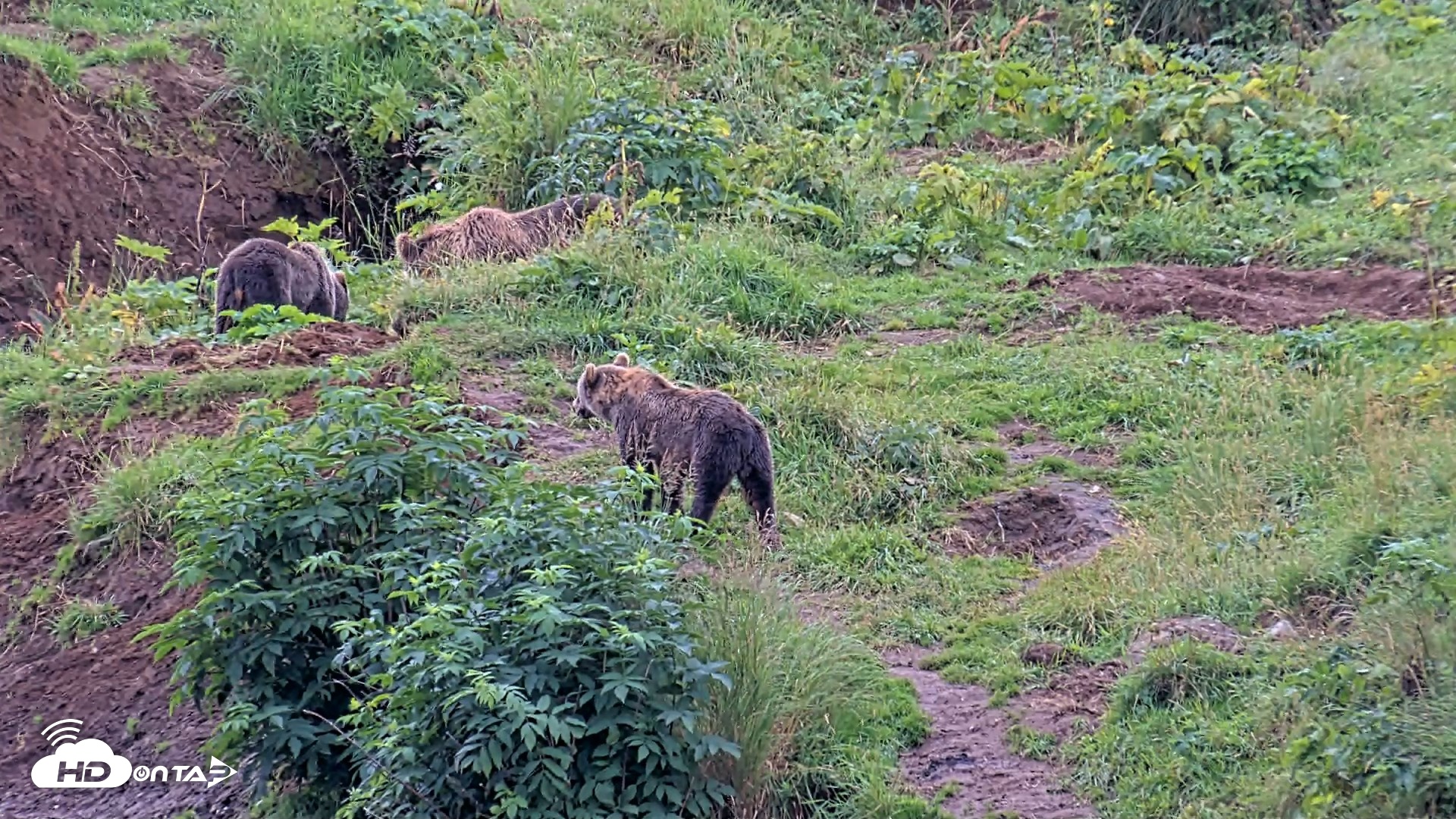 Snapshot of Kodiak Alaska Brown Bears Live Webcam taken Aug 20, 2026, 7:27pm AKDT