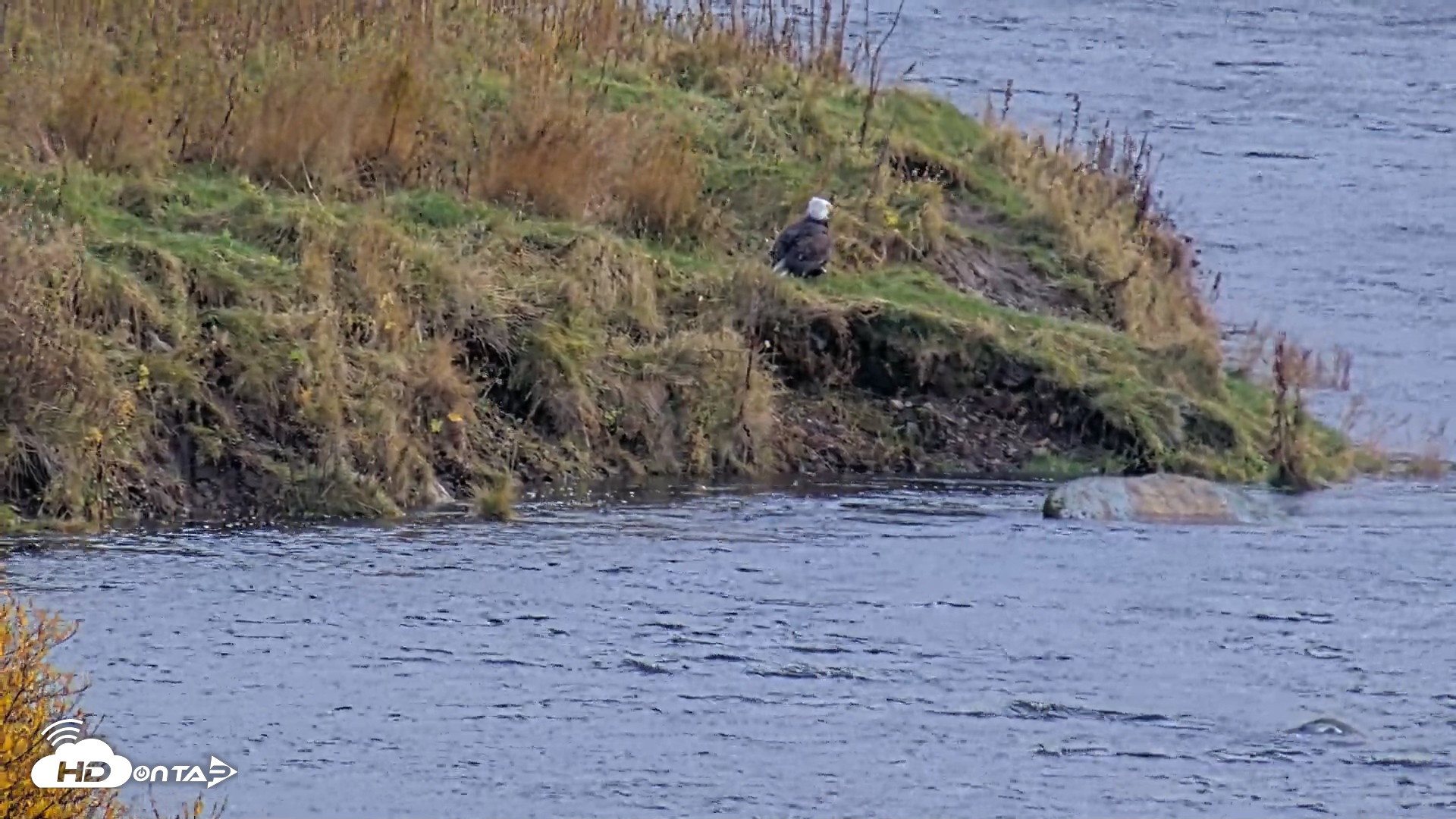 Snapshot of Kodiak Alaska Brown Bears Live Webcam taken Oct 14, 2026, 1:50pm AKDT
