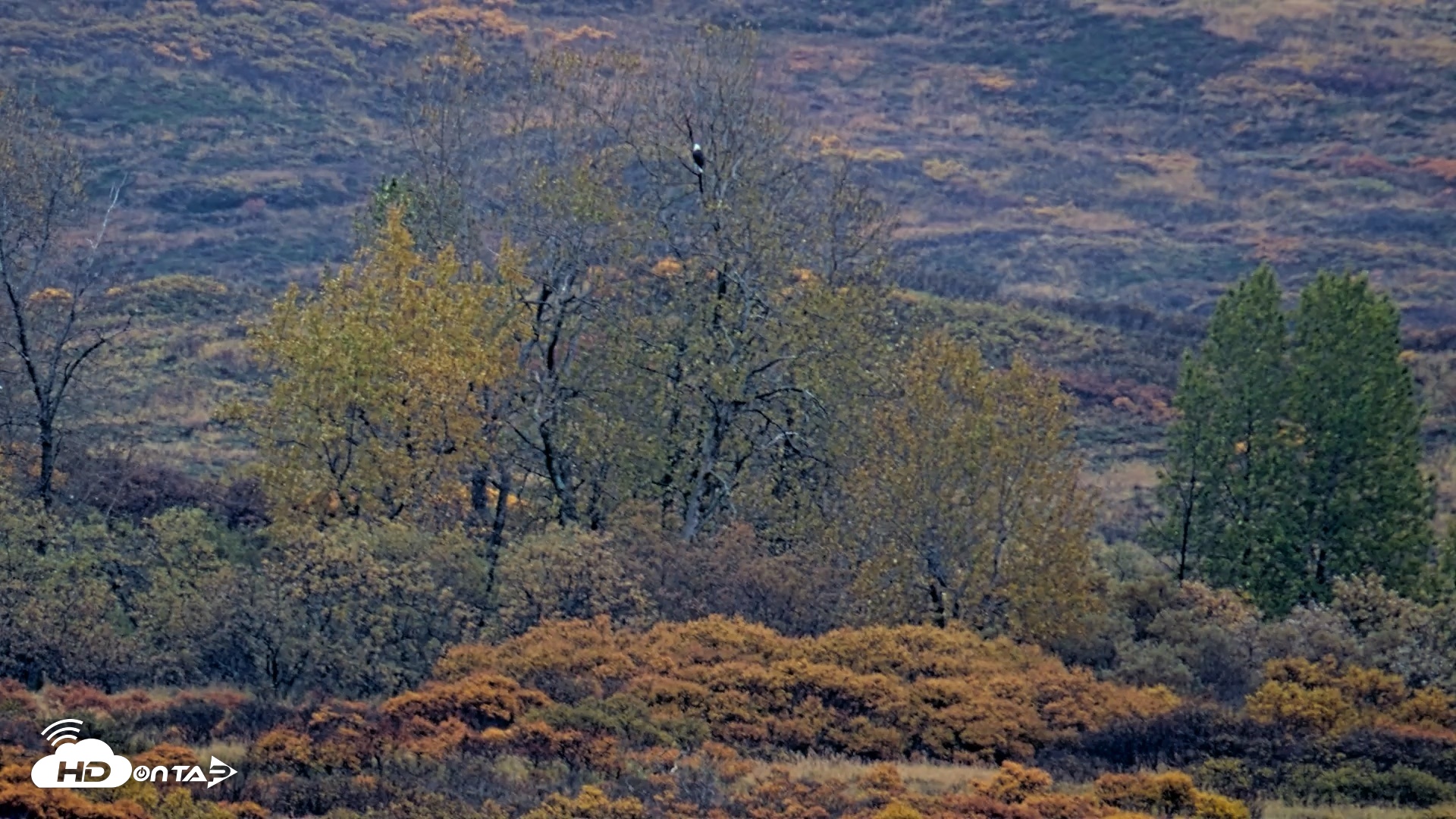 Snapshot of Kodiak Alaska Brown Bears Live Webcam taken Oct 8, 2026, 8:54am AKDT
