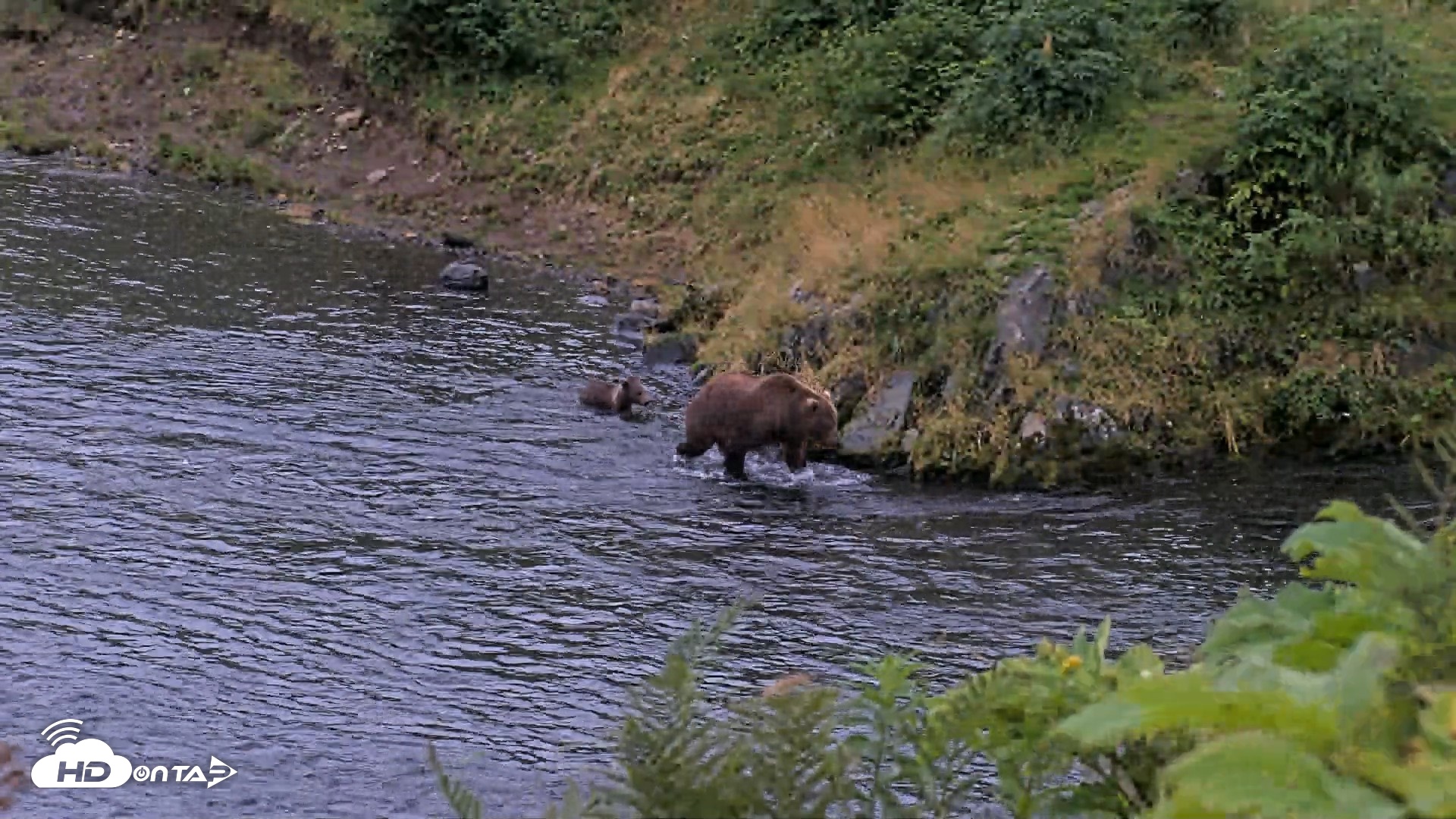 Snapshot of Kodiak Alaska Brown Bears Live Webcam taken Aug 19, 2026, 9:35pm AKDT