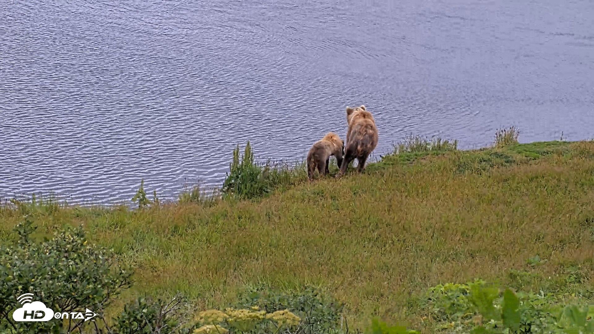 Snapshot of Kodiak Alaska Brown Bears Live Webcam taken Aug 3, 2026, 3:09pm AKDT
